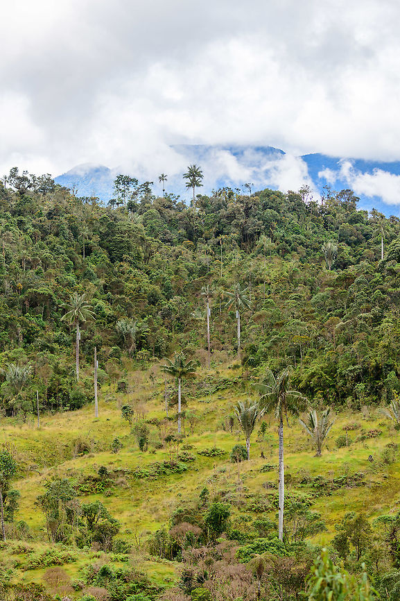 Yellow-Eared Parrot Bird Reserve scenery, Jardin, Colombia Impression of the Yellow-Eared Parrot Bird Reserve in Jardin, Colombia. Situated in a cool (as in, cold) cloud forest habitat. The reserve is named after the severely threatened Yellow-Eared Parrot, which is closely associated with the equally threatened wax palm:<br />
<br />
<figure class="photo"><a href="https://www.jungledragon.com/image/60666/wax_palm_tree_ceroxylon_quindiuense_jardin_colombia.html" title="Wax Palm Tree (Ceroxylon quindiuense), Jardin, Colombia"><img src="https://s3.amazonaws.com/media.jungledragon.com/images/2/60666_thumb.jpg?AWSAccessKeyId=05GMT0V3GWVNE7GGM1R2&Expires=1759968010&Signature=0EHmGwM9LN%2Bk4NMfZ26QQuMcQ4U%3D" width="200" height="200" alt="Wax Palm Tree (Ceroxylon quindiuense), Jardin, Colombia From the hacienda we were taking some feeder shots at, we could look down into a valley that had some wax palms in it. This species is the national tree of Colombia, and famous for growing up to 60m tall.<br />
https://www.jungledragon.com/image/60665/wax_palm_ceroxylon_quindiuense_jardin_colombia.html Antioquia,Ceroxylon quindiuense,Colombia,Colombia Choco &amp; Pacific region,Fall,Geotagged,Jardin,Jard&iacute;n,South America,World" /></a></figure><br />
<br />
The decline of this species of tree (cut down for palm Sunday), has led to the near extinction of the parrot, up to a population low of about 80 individuals. A spectacular conservation success has brought the population back up to 1500 individuals, as last reported in 2012. We managed to get a single shot of this parrot species:<br />
<br />
<figure class="photo"><a href="https://www.jungledragon.com/image/60893/yellow-eared_parrot_perched_jardin_colombia.html" title="Yellow-eared Parrot perched, Jardin, Colombia"><img src="https://s3.amazonaws.com/media.jungledragon.com/images/2/60893_thumb.jpg?AWSAccessKeyId=05GMT0V3GWVNE7GGM1R2&Expires=1759968010&Signature=Kr0O%2FS%2FkO3i0PjThgm6mELTkLTs%3D" width="200" height="134" alt="Yellow-eared Parrot perched, Jardin, Colombia A severely threatened parrot species that came from near extinction (population: 80) to a successful recovery of about 1500 individuals reported in 2012. The Yellow-Eared Parrot Bird Reserve is named after the species and is full of wax palms, a species of tree closely associated with this species, and also under threat. <br />
<br />
In this reserve, you have reasonable odds of seeing this species fly over, as they are loud like all parrots. Getting them in photography range, however, is another matter. This is the only nearby glimpse of the species we got. I remember having to stand on the tip of my toes to get a somewhat clear view.<br />
<br />
Habitat impression:<br />
https://www.jungledragon.com/image/60892/yellow-eared_parrot_bird_reserve_scenery_jardin_colombia.html Antioquia,Colombia,Colombia Choco &amp; Pacific region,Fall,Geotagged,Jardin,Jard&iacute;n,Ognorhynchus icterotis,South America,World,Yellow-eared parrot" /></a></figure> Antioquia,Colombia,Colombia Choco & Pacific region,Fall,Geotagged,Jardin,Jardín,South America,World
