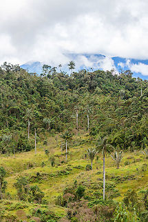 Yellow-Eared Parrot Bird Reserve scenery, Jardin, Colombia Impression of the Yellow-Eared Parrot Bird Reserve in Jardin, Colombia. Situated in a cool (as in, cold) cloud forest habitat. The reserve is named after the severely threatened Yellow-Eared Parrot, which is closely associated with the equally threatened wax palm:

https://www.jungledragon.com/image/60666/wax_palm_tree_ceroxylon_quindiuense_jardin_colombia.html

The decline of this species of tree (cut down for palm Sunday), has led to the near extinction of the parrot, up to a population low of about 80 individuals. A spectacular conservation success has brought the population back up to 1500 individuals, as last reported in 2012. We managed to get a single shot of this parrot species:

https://www.jungledragon.com/image/60893/yellow-eared_parrot_perched_jardin_colombia.html Antioquia,Colombia,Colombia Choco & Pacific region,Fall,Geotagged,Jardin,Jard&iacute;n,South America,World