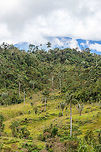 Yellow-Eared Parrot Bird Reserve scenery, Jardin, Colombia Impression of the Yellow-Eared Parrot Bird Reserve in Jardin, Colombia. Situated in a cool (as in, cold) cloud forest habitat. The reserve is named after the severely threatened Yellow-Eared Parrot, which is closely associated with the equally threatened wax palm:<br />
<br />
https://www.jungledragon.com/image/60666/wax_palm_tree_ceroxylon_quindiuense_jardin_colombia.html<br />
<br />
The decline of this species of tree (cut down for palm Sunday), has led to the near extinction of the parrot, up to a population low of about 80 individuals. A spectacular conservation success has brought the population back up to 1500 individuals, as last reported in 2012. We managed to get a single shot of this parrot species:<br />
<br />
https://www.jungledragon.com/image/60893/yellow-eared_parrot_perched_jardin_colombia.html Antioquia,Colombia,Colombia Choco & Pacific region,Fall,Geotagged,Jardin,Jard&iacute;n,South America,World