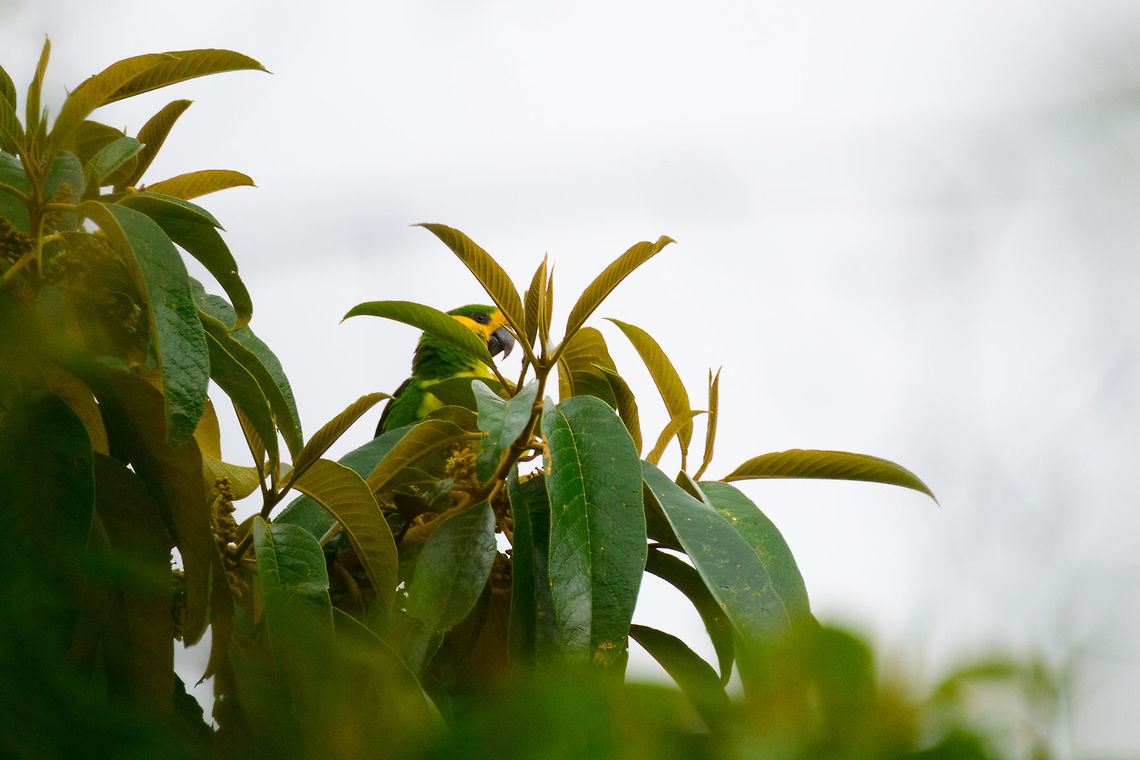 Yellow-eared Parrot perched, Jardin, Colombia A severely threatened parrot species that came from near extinction (population: 80) to a successful recovery of about 1500 individuals reported in 2012. The Yellow-Eared Parrot Bird Reserve is named after the species and is full of wax palms, a species of tree closely associated with this species, and also under threat. <br />
<br />
In this reserve, you have reasonable odds of seeing this species fly over, as they are loud like all parrots. Getting them in photography range, however, is another matter. This is the only nearby glimpse of the species we got. I remember having to stand on the tip of my toes to get a somewhat clear view.<br />
<br />
Habitat impression:<br />
<figure class="photo"><a href="https://www.jungledragon.com/image/60892/yellow-eared_parrot_bird_reserve_scenery_jardin_colombia.html" title="Yellow-Eared Parrot Bird Reserve scenery, Jardin, Colombia"><img src="https://s3.amazonaws.com/media.jungledragon.com/images/2/60892_thumb.jpg?AWSAccessKeyId=05GMT0V3GWVNE7GGM1R2&Expires=1770854410&Signature=IDWpDibW1xnY%2B4S6adFZfmRdAbg%3D" width="102" height="152" alt="Yellow-Eared Parrot Bird Reserve scenery, Jardin, Colombia Impression of the Yellow-Eared Parrot Bird Reserve in Jardin, Colombia. Situated in a cool (as in, cold) cloud forest habitat. The reserve is named after the severely threatened Yellow-Eared Parrot, which is closely associated with the equally threatened wax palm:<br />
<br />
https://www.jungledragon.com/image/60666/wax_palm_tree_ceroxylon_quindiuense_jardin_colombia.html<br />
<br />
The decline of this species of tree (cut down for palm Sunday), has led to the near extinction of the parrot, up to a population low of about 80 individuals. A spectacular conservation success has brought the population back up to 1500 individuals, as last reported in 2012. We managed to get a single shot of this parrot species:<br />
<br />
https://www.jungledragon.com/image/60893/yellow-eared_parrot_perched_jardin_colombia.html Antioquia,Colombia,Colombia Choco &amp; Pacific region,Fall,Geotagged,Jardin,Jard&iacute;n,South America,World" /></a></figure> Antioquia,Colombia,Colombia Choco & Pacific region,Fall,Geotagged,Jardin,Jard&iacute;n,Ognorhynchus icterotis,South America,World,Yellow-eared parrot