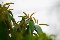 Yellow-eared Parrot perched, Jardin, Colombia A severely threatened parrot species that came from near extinction (population: 80) to a successful recovery of about 1500 individuals reported in 2012. The Yellow-Eared Parrot Bird Reserve is named after the species and is full of wax palms, a species of tree closely associated with this species, and also under threat. <br />
<br />
In this reserve, you have reasonable odds of seeing this species fly over, as they are loud like all parrots. Getting them in photography range, however, is another matter. This is the only nearby glimpse of the species we got. I remember having to stand on the tip of my toes to get a somewhat clear view.<br />
<br />
Habitat impression:<br />
https://www.jungledragon.com/image/60892/yellow-eared_parrot_bird_reserve_scenery_jardin_colombia.html Antioquia,Colombia,Colombia Choco & Pacific region,Fall,Geotagged,Jardin,Jardín,Ognorhynchus icterotis,South America,World,Yellow-eared parrot