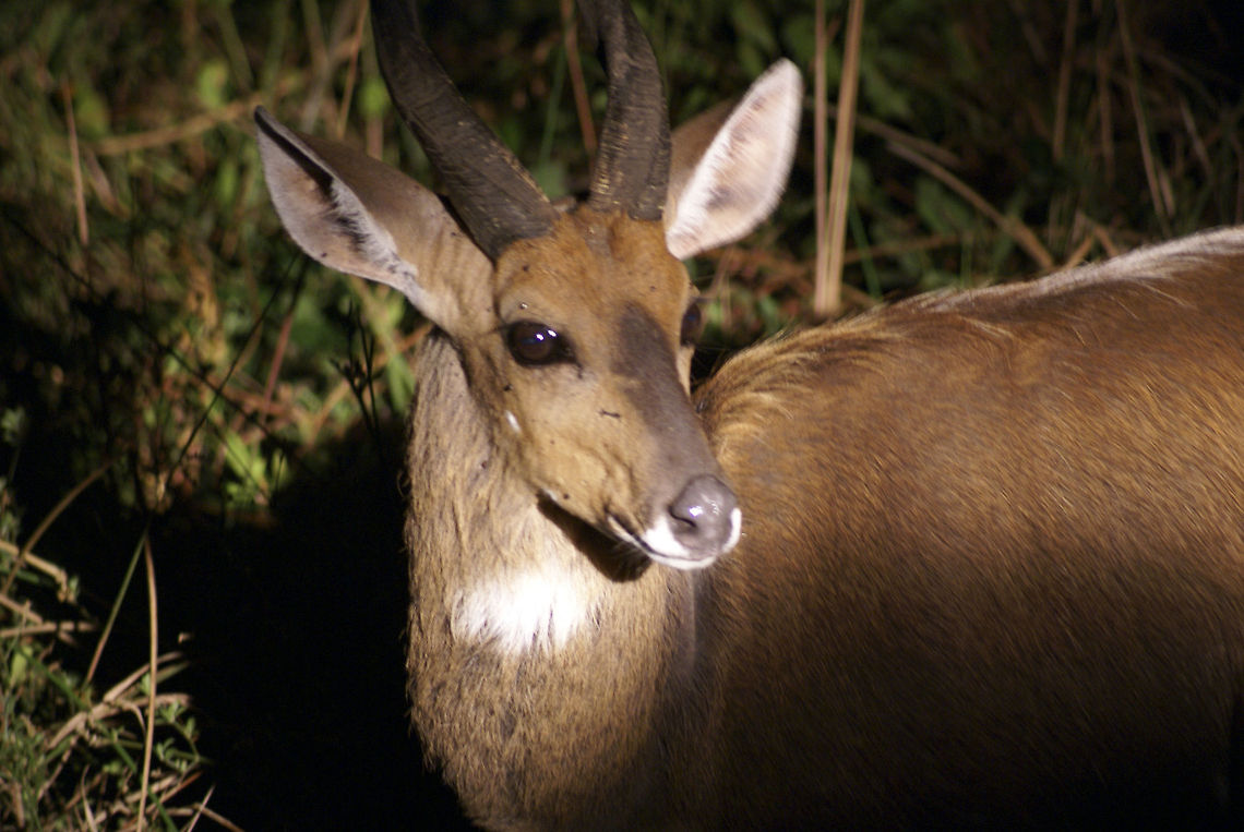Bushbuck at night A Bushbuck revealed during a night safari in South Africa. Buck,Bushbuck,Bushbuck  (Imbabala and Kéwel),Nigh safari,Night,South Africa,Tragelaphus scriptus and Tragelaphus sylvaticus
