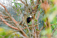 White-capped tanager - first appearance, Jardin, Colombia We had no idea this bird existed before actually being in Jardin. This is the heaviest tanager in the world, and it is uncommon and vulnerable. We saw a flock fly over high many times in the Yellow-eared Parrot reserve but outside of photography range. With a bit of persistence and luck, ultimately a small flock landed nearby.<br />
<br />
https://www.jungledragon.com/image/60940/white-capped_tanager_-_flock_jardin_colombia.html<br />
https://www.jungledragon.com/image/60941/white-capped_tanager_-_back_side_jardin_colombia.html<br />
https://www.jungledragon.com/image/60942/white-capped_tanager_-_perched_jardin_colombia.html<br />
https://www.jungledragon.com/image/60943/white-capped_tanager_-_couple_jardin_colombia.html<br />
https://www.jungledragon.com/image/60944/white-capped_tanager_-_side_view_jardin_colombia.html<br />
https://www.jungledragon.com/image/60945/white-capped_tanager_-_side_view_ii_jardin_colombia.html Antioquia,Colombia,Colombia Choco & Pacific region,Fall,Geotagged,Jardin,Jardín,Sericossypha albocristata,South America,White-capped tanager,World