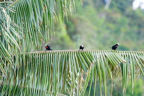 White-capped tanager - flock, Jardin, Colombia We had no idea this bird existed before actually being in Jardin. This is the heaviest tanager in the world, and it is uncommon and vulnerable. We saw a flock fly over high many times in the Yellow-eared Parrot reserve but outside of photography range. With a bit of persistence and luck, ultimately a small flock landed nearby. 

https://www.jungledragon.com/image/60939/white-capped_tanager_-_first_appearance_jardin_colombia.html
https://www.jungledragon.com/image/60941/white-capped_tanager_-_back_side_jardin_colombia.html
https://www.jungledragon.com/image/60942/white-capped_tanager_-_perched_jardin_colombia.html
https://www.jungledragon.com/image/60943/white-capped_tanager_-_couple_jardin_colombia.html
https://www.jungledragon.com/image/60944/white-capped_tanager_-_side_view_jardin_colombia.html
https://www.jungledragon.com/image/60945/white-capped_tanager_-_side_view_ii_jardin_colombia.html Antioquia,Colombia,Colombia Choco & Pacific region,Fall,Geotagged,Jardin,Jard&iacute;n,Sericossypha albocristata,South America,White-capped tanager,World