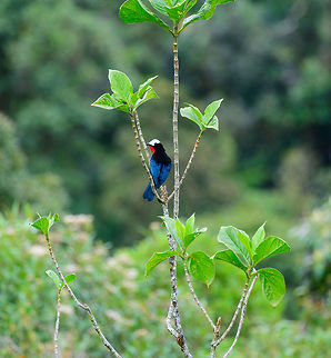 White-capped tanager - back side, Jardin, Colombia We had no idea this bird existed before actually being in Jardin. This is the heaviest tanager in the world, and it is uncommon and vulnerable. We saw a flock fly over high many times in the Yellow-eared Parrot reserve but outside of photography range. With a bit of persistence and luck, ultimately a small flock landed nearby. 

https://www.jungledragon.com/image/60939/white-capped_tanager_-_first_appearance_jardin_colombia.html
https://www.jungledragon.com/image/60940/white-capped_tanager_-_flock_jardin_colombia.html
https://www.jungledragon.com/image/60942/white-capped_tanager_-_perched_jardin_colombia.html
https://www.jungledragon.com/image/60943/white-capped_tanager_-_couple_jardin_colombia.html
https://www.jungledragon.com/image/60944/white-capped_tanager_-_side_view_jardin_colombia.html
https://www.jungledragon.com/image/60945/white-capped_tanager_-_side_view_ii_jardin_colombia.html Antioquia,Colombia,Colombia Choco & Pacific region,Fall,Geotagged,Jardin,Jard&iacute;n,Sericossypha albocristata,South America,White-capped tanager,World