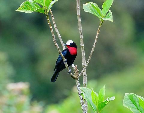 White-capped tanager - perched, Jardin, Colombia We had no idea this bird existed before actually being in Jardin. This is the heaviest tanager in the world, and it is uncommon and vulnerable. We saw a flock fly over high many times in the Yellow-eared Parrot reserve but outside of photography range. With a bit of persistence and luck, ultimately a small flock landed nearby. 

https://www.jungledragon.com/image/60939/white-capped_tanager_-_first_appearance_jardin_colombia.html
https://www.jungledragon.com/image/60940/white-capped_tanager_-_flock_jardin_colombia.html
https://www.jungledragon.com/image/60941/white-capped_tanager_-_back_side_jardin_colombia.html
https://www.jungledragon.com/image/60943/white-capped_tanager_-_couple_jardin_colombia.html
https://www.jungledragon.com/image/60944/white-capped_tanager_-_side_view_jardin_colombia.html
https://www.jungledragon.com/image/60945/white-capped_tanager_-_side_view_ii_jardin_colombia.html Antioquia,Colombia,Colombia Choco & Pacific region,Fall,Geotagged,Jardin,Jard&iacute;n,Sericossypha albocristata,South America,White-capped tanager,World