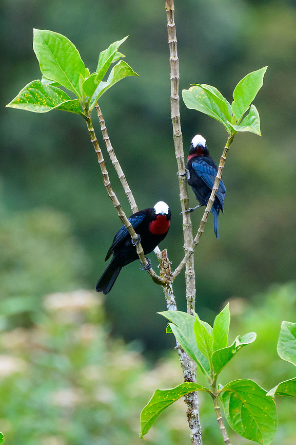 White-capped tanager - couple, Jardin, Colombia We had no idea this bird existed before actually being in Jardin. This is the heaviest tanager in the world, and it is uncommon and vulnerable. We saw a flock fly over high many times in the Yellow-eared Parrot reserve but outside of photography range. With a bit of persistence and luck, ultimately a small flock landed nearby. <br />
<br />
<figure class="photo"><a href="https://www.jungledragon.com/image/60939/white-capped_tanager_-_first_appearance_jardin_colombia.html" title="White-capped tanager - first appearance, Jardin, Colombia"><img src="https://s3.amazonaws.com/media.jungledragon.com/images/2/60939_thumb.jpg?AWSAccessKeyId=05GMT0V3GWVNE7GGM1R2&Expires=1769040010&Signature=Hz9IISuNx7KoGut2LmshL5agsVE%3D" width="200" height="134" alt="White-capped tanager - first appearance, Jardin, Colombia We had no idea this bird existed before actually being in Jardin. This is the heaviest tanager in the world, and it is uncommon and vulnerable. We saw a flock fly over high many times in the Yellow-eared Parrot reserve but outside of photography range. With a bit of persistence and luck, ultimately a small flock landed nearby.<br />
<br />
https://www.jungledragon.com/image/60940/white-capped_tanager_-_flock_jardin_colombia.html<br />
https://www.jungledragon.com/image/60941/white-capped_tanager_-_back_side_jardin_colombia.html<br />
https://www.jungledragon.com/image/60942/white-capped_tanager_-_perched_jardin_colombia.html<br />
https://www.jungledragon.com/image/60943/white-capped_tanager_-_couple_jardin_colombia.html<br />
https://www.jungledragon.com/image/60944/white-capped_tanager_-_side_view_jardin_colombia.html<br />
https://www.jungledragon.com/image/60945/white-capped_tanager_-_side_view_ii_jardin_colombia.html Antioquia,Colombia,Colombia Choco &amp; Pacific region,Fall,Geotagged,Jardin,Jard&iacute;n,Sericossypha albocristata,South America,White-capped tanager,World" /></a></figure><br />
<figure class="photo"><a href="https://www.jungledragon.com/image/60940/white-capped_tanager_-_flock_jardin_colombia.html" title="White-capped tanager - flock, Jardin, Colombia"><img src="https://s3.amazonaws.com/media.jungledragon.com/images/2/60940_thumb.jpg?AWSAccessKeyId=05GMT0V3GWVNE7GGM1R2&Expires=1769040010&Signature=5Evmm%2BkYtDYOTzpf4EiEmrRnITM%3D" width="200" height="134" alt="White-capped tanager - flock, Jardin, Colombia We had no idea this bird existed before actually being in Jardin. This is the heaviest tanager in the world, and it is uncommon and vulnerable. We saw a flock fly over high many times in the Yellow-eared Parrot reserve but outside of photography range. With a bit of persistence and luck, ultimately a small flock landed nearby. <br />
<br />
https://www.jungledragon.com/image/60939/white-capped_tanager_-_first_appearance_jardin_colombia.html<br />
https://www.jungledragon.com/image/60941/white-capped_tanager_-_back_side_jardin_colombia.html<br />
https://www.jungledragon.com/image/60942/white-capped_tanager_-_perched_jardin_colombia.html<br />
https://www.jungledragon.com/image/60943/white-capped_tanager_-_couple_jardin_colombia.html<br />
https://www.jungledragon.com/image/60944/white-capped_tanager_-_side_view_jardin_colombia.html<br />
https://www.jungledragon.com/image/60945/white-capped_tanager_-_side_view_ii_jardin_colombia.html Antioquia,Colombia,Colombia Choco &amp; Pacific region,Fall,Geotagged,Jardin,Jard&iacute;n,Sericossypha albocristata,South America,White-capped tanager,World" /></a></figure><br />
<figure class="photo"><a href="https://www.jungledragon.com/image/60941/white-capped_tanager_-_back_side_jardin_colombia.html" title="White-capped tanager - back side, Jardin, Colombia"><img src="https://s3.amazonaws.com/media.jungledragon.com/images/2/60941_thumb.jpg?AWSAccessKeyId=05GMT0V3GWVNE7GGM1R2&Expires=1769040010&Signature=AOZaenNUYtHAwADyKRpMa2ramdQ%3D" width="142" height="152" alt="White-capped tanager - back side, Jardin, Colombia We had no idea this bird existed before actually being in Jardin. This is the heaviest tanager in the world, and it is uncommon and vulnerable. We saw a flock fly over high many times in the Yellow-eared Parrot reserve but outside of photography range. With a bit of persistence and luck, ultimately a small flock landed nearby. <br />
<br />
https://www.jungledragon.com/image/60939/white-capped_tanager_-_first_appearance_jardin_colombia.html<br />
https://www.jungledragon.com/image/60940/white-capped_tanager_-_flock_jardin_colombia.html<br />
https://www.jungledragon.com/image/60942/white-capped_tanager_-_perched_jardin_colombia.html<br />
https://www.jungledragon.com/image/60943/white-capped_tanager_-_couple_jardin_colombia.html<br />
https://www.jungledragon.com/image/60944/white-capped_tanager_-_side_view_jardin_colombia.html<br />
https://www.jungledragon.com/image/60945/white-capped_tanager_-_side_view_ii_jardin_colombia.html Antioquia,Colombia,Colombia Choco &amp; Pacific region,Fall,Geotagged,Jardin,Jard&iacute;n,Sericossypha albocristata,South America,White-capped tanager,World" /></a></figure><br />
<figure class="photo"><a href="https://www.jungledragon.com/image/60942/white-capped_tanager_-_perched_jardin_colombia.html" title="White-capped tanager - perched, Jardin, Colombia"><img src="https://s3.amazonaws.com/media.jungledragon.com/images/2/60942_thumb.jpg?AWSAccessKeyId=05GMT0V3GWVNE7GGM1R2&Expires=1769040010&Signature=W0RDb%2FAxUPv3%2FS%2BZZ371%2F%2FsCdmM%3D" width="200" height="158" alt="White-capped tanager - perched, Jardin, Colombia We had no idea this bird existed before actually being in Jardin. This is the heaviest tanager in the world, and it is uncommon and vulnerable. We saw a flock fly over high many times in the Yellow-eared Parrot reserve but outside of photography range. With a bit of persistence and luck, ultimately a small flock landed nearby. <br />
<br />
https://www.jungledragon.com/image/60939/white-capped_tanager_-_first_appearance_jardin_colombia.html<br />
https://www.jungledragon.com/image/60940/white-capped_tanager_-_flock_jardin_colombia.html<br />
https://www.jungledragon.com/image/60941/white-capped_tanager_-_back_side_jardin_colombia.html<br />
https://www.jungledragon.com/image/60943/white-capped_tanager_-_couple_jardin_colombia.html<br />
https://www.jungledragon.com/image/60944/white-capped_tanager_-_side_view_jardin_colombia.html<br />
https://www.jungledragon.com/image/60945/white-capped_tanager_-_side_view_ii_jardin_colombia.html Antioquia,Colombia,Colombia Choco &amp; Pacific region,Fall,Geotagged,Jardin,Jard&iacute;n,Sericossypha albocristata,South America,White-capped tanager,World" /></a></figure><br />
<figure class="photo"><a href="https://www.jungledragon.com/image/60944/white-capped_tanager_-_side_view_jardin_colombia.html" title="White-capped tanager - side view, Jardin, Colombia"><img src="https://s3.amazonaws.com/media.jungledragon.com/images/2/60944_thumb.jpg?AWSAccessKeyId=05GMT0V3GWVNE7GGM1R2&Expires=1769040010&Signature=PVCQ%2FtfGOUCKnP39ErJm9RxC7oI%3D" width="200" height="134" alt="White-capped tanager - side view, Jardin, Colombia We had no idea this bird existed before actually being in Jardin. This is the heaviest tanager in the world, and it is uncommon and vulnerable. We saw a flock fly over high many times in the Yellow-eared Parrot reserve but outside of photography range. With a bit of persistence and luck, ultimately a small flock landed nearby. <br />
<br />
https://www.jungledragon.com/image/60939/white-capped_tanager_-_first_appearance_jardin_colombia.html<br />
https://www.jungledragon.com/image/60940/white-capped_tanager_-_flock_jardin_colombia.html<br />
https://www.jungledragon.com/image/60941/white-capped_tanager_-_back_side_jardin_colombia.html<br />
https://www.jungledragon.com/image/60942/white-capped_tanager_-_perched_jardin_colombia.html<br />
https://www.jungledragon.com/image/60943/white-capped_tanager_-_couple_jardin_colombia.html<br />
https://www.jungledragon.com/image/60945/white-capped_tanager_-_side_view_ii_jardin_colombia.html Antioquia,Colombia,Colombia Choco &amp; Pacific region,Fall,Geotagged,Jardin,Jard&iacute;n,Sericossypha albocristata,South America,White-capped tanager,World" /></a></figure><br />
<figure class="photo"><a href="https://www.jungledragon.com/image/60945/white-capped_tanager_-_side_view_ii_jardin_colombia.html" title="White-capped tanager - side view II, Jardin, Colombia"><img src="https://s3.amazonaws.com/media.jungledragon.com/images/2/60945_thumb.jpg?AWSAccessKeyId=05GMT0V3GWVNE7GGM1R2&Expires=1769040010&Signature=jo9fOqkdHmVYnF9bYgheUvShOl8%3D" width="200" height="134" alt="White-capped tanager - side view II, Jardin, Colombia We had no idea this bird existed before actually being in Jardin. This is the heaviest tanager in the world, and it is uncommon and vulnerable. We saw a flock fly over high many times in the Yellow-eared Parrot reserve but outside of photography range. With a bit of persistence and luck, ultimately a small flock landed nearby. <br />
<br />
https://www.jungledragon.com/image/60939/white-capped_tanager_-_first_appearance_jardin_colombia.html<br />
https://www.jungledragon.com/image/60940/white-capped_tanager_-_flock_jardin_colombia.html<br />
https://www.jungledragon.com/image/60941/white-capped_tanager_-_back_side_jardin_colombia.html<br />
https://www.jungledragon.com/image/60942/white-capped_tanager_-_perched_jardin_colombia.html<br />
https://www.jungledragon.com/image/60943/white-capped_tanager_-_couple_jardin_colombia.html<br />
https://www.jungledragon.com/image/60944/white-capped_tanager_-_side_view_jardin_colombia.html<br />
<br />
 Antioquia,Colombia,Colombia Choco &amp; Pacific region,Fall,Geotagged,Jardin,Jard&iacute;n,Sericossypha albocristata,South America,White-capped tanager,World" /></a></figure> Antioquia,Colombia,Colombia Choco & Pacific region,Fall,Geotagged,Jardin,Jard&iacute;n,Sericossypha albocristata,South America,White-capped tanager,World
