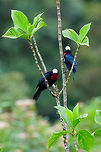 White-capped tanager - couple, Jardin, Colombia We had no idea this bird existed before actually being in Jardin. This is the heaviest tanager in the world, and it is uncommon and vulnerable. We saw a flock fly over high many times in the Yellow-eared Parrot reserve but outside of photography range. With a bit of persistence and luck, ultimately a small flock landed nearby. <br />
<br />
https://www.jungledragon.com/image/60939/white-capped_tanager_-_first_appearance_jardin_colombia.html<br />
https://www.jungledragon.com/image/60940/white-capped_tanager_-_flock_jardin_colombia.html<br />
https://www.jungledragon.com/image/60941/white-capped_tanager_-_back_side_jardin_colombia.html<br />
https://www.jungledragon.com/image/60942/white-capped_tanager_-_perched_jardin_colombia.html<br />
https://www.jungledragon.com/image/60944/white-capped_tanager_-_side_view_jardin_colombia.html<br />
https://www.jungledragon.com/image/60945/white-capped_tanager_-_side_view_ii_jardin_colombia.html Antioquia,Colombia,Colombia Choco & Pacific region,Fall,Geotagged,Jardin,Jardín,Sericossypha albocristata,South America,White-capped tanager,World