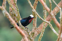 White-capped tanager - side view, Jardin, Colombia We had no idea this bird existed before actually being in Jardin. This is the heaviest tanager in the world, and it is uncommon and vulnerable. We saw a flock fly over high many times in the Yellow-eared Parrot reserve but outside of photography range. With a bit of persistence and luck, ultimately a small flock landed nearby. <br />
<br />
https://www.jungledragon.com/image/60939/white-capped_tanager_-_first_appearance_jardin_colombia.html<br />
https://www.jungledragon.com/image/60940/white-capped_tanager_-_flock_jardin_colombia.html<br />
https://www.jungledragon.com/image/60941/white-capped_tanager_-_back_side_jardin_colombia.html<br />
https://www.jungledragon.com/image/60942/white-capped_tanager_-_perched_jardin_colombia.html<br />
https://www.jungledragon.com/image/60943/white-capped_tanager_-_couple_jardin_colombia.html<br />
https://www.jungledragon.com/image/60945/white-capped_tanager_-_side_view_ii_jardin_colombia.html Antioquia,Colombia,Colombia Choco & Pacific region,Fall,Geotagged,Jardin,Jardín,Sericossypha albocristata,South America,White-capped tanager,World