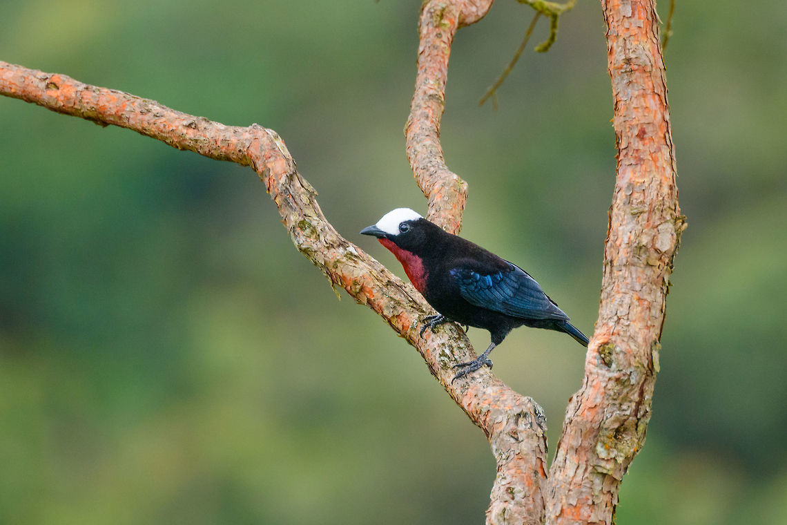 White-capped tanager - side view II, Jardin, Colombia We had no idea this bird existed before actually being in Jardin. This is the heaviest tanager in the world, and it is uncommon and vulnerable. We saw a flock fly over high many times in the Yellow-eared Parrot reserve but outside of photography range. With a bit of persistence and luck, ultimately a small flock landed nearby. <br />
<br />
<figure class="photo"><a href="https://www.jungledragon.com/image/60939/white-capped_tanager_-_first_appearance_jardin_colombia.html" title="White-capped tanager - first appearance, Jardin, Colombia"><img src="https://s3.amazonaws.com/media.jungledragon.com/images/2/60939_thumb.jpg?AWSAccessKeyId=05GMT0V3GWVNE7GGM1R2&Expires=1759968010&Signature=NGgdSbDEh7zDy0deM3A3bkrBeGw%3D" width="200" height="134" alt="White-capped tanager - first appearance, Jardin, Colombia We had no idea this bird existed before actually being in Jardin. This is the heaviest tanager in the world, and it is uncommon and vulnerable. We saw a flock fly over high many times in the Yellow-eared Parrot reserve but outside of photography range. With a bit of persistence and luck, ultimately a small flock landed nearby.<br />
<br />
https://www.jungledragon.com/image/60940/white-capped_tanager_-_flock_jardin_colombia.html<br />
https://www.jungledragon.com/image/60941/white-capped_tanager_-_back_side_jardin_colombia.html<br />
https://www.jungledragon.com/image/60942/white-capped_tanager_-_perched_jardin_colombia.html<br />
https://www.jungledragon.com/image/60943/white-capped_tanager_-_couple_jardin_colombia.html<br />
https://www.jungledragon.com/image/60944/white-capped_tanager_-_side_view_jardin_colombia.html<br />
https://www.jungledragon.com/image/60945/white-capped_tanager_-_side_view_ii_jardin_colombia.html Antioquia,Colombia,Colombia Choco &amp; Pacific region,Fall,Geotagged,Jardin,Jard&iacute;n,Sericossypha albocristata,South America,White-capped tanager,World" /></a></figure><br />
<figure class="photo"><a href="https://www.jungledragon.com/image/60940/white-capped_tanager_-_flock_jardin_colombia.html" title="White-capped tanager - flock, Jardin, Colombia"><img src="https://s3.amazonaws.com/media.jungledragon.com/images/2/60940_thumb.jpg?AWSAccessKeyId=05GMT0V3GWVNE7GGM1R2&Expires=1759968010&Signature=DLzXBNw0aPUyYsVdkZAdHKR%2FHhs%3D" width="200" height="134" alt="White-capped tanager - flock, Jardin, Colombia We had no idea this bird existed before actually being in Jardin. This is the heaviest tanager in the world, and it is uncommon and vulnerable. We saw a flock fly over high many times in the Yellow-eared Parrot reserve but outside of photography range. With a bit of persistence and luck, ultimately a small flock landed nearby. <br />
<br />
https://www.jungledragon.com/image/60939/white-capped_tanager_-_first_appearance_jardin_colombia.html<br />
https://www.jungledragon.com/image/60941/white-capped_tanager_-_back_side_jardin_colombia.html<br />
https://www.jungledragon.com/image/60942/white-capped_tanager_-_perched_jardin_colombia.html<br />
https://www.jungledragon.com/image/60943/white-capped_tanager_-_couple_jardin_colombia.html<br />
https://www.jungledragon.com/image/60944/white-capped_tanager_-_side_view_jardin_colombia.html<br />
https://www.jungledragon.com/image/60945/white-capped_tanager_-_side_view_ii_jardin_colombia.html Antioquia,Colombia,Colombia Choco &amp; Pacific region,Fall,Geotagged,Jardin,Jard&iacute;n,Sericossypha albocristata,South America,White-capped tanager,World" /></a></figure><br />
<figure class="photo"><a href="https://www.jungledragon.com/image/60941/white-capped_tanager_-_back_side_jardin_colombia.html" title="White-capped tanager - back side, Jardin, Colombia"><img src="https://s3.amazonaws.com/media.jungledragon.com/images/2/60941_thumb.jpg?AWSAccessKeyId=05GMT0V3GWVNE7GGM1R2&Expires=1759968010&Signature=d57rHoRsNhukOFICWyXR%2FuaTMvE%3D" width="142" height="152" alt="White-capped tanager - back side, Jardin, Colombia We had no idea this bird existed before actually being in Jardin. This is the heaviest tanager in the world, and it is uncommon and vulnerable. We saw a flock fly over high many times in the Yellow-eared Parrot reserve but outside of photography range. With a bit of persistence and luck, ultimately a small flock landed nearby. <br />
<br />
https://www.jungledragon.com/image/60939/white-capped_tanager_-_first_appearance_jardin_colombia.html<br />
https://www.jungledragon.com/image/60940/white-capped_tanager_-_flock_jardin_colombia.html<br />
https://www.jungledragon.com/image/60942/white-capped_tanager_-_perched_jardin_colombia.html<br />
https://www.jungledragon.com/image/60943/white-capped_tanager_-_couple_jardin_colombia.html<br />
https://www.jungledragon.com/image/60944/white-capped_tanager_-_side_view_jardin_colombia.html<br />
https://www.jungledragon.com/image/60945/white-capped_tanager_-_side_view_ii_jardin_colombia.html Antioquia,Colombia,Colombia Choco &amp; Pacific region,Fall,Geotagged,Jardin,Jard&iacute;n,Sericossypha albocristata,South America,White-capped tanager,World" /></a></figure><br />
<figure class="photo"><a href="https://www.jungledragon.com/image/60942/white-capped_tanager_-_perched_jardin_colombia.html" title="White-capped tanager - perched, Jardin, Colombia"><img src="https://s3.amazonaws.com/media.jungledragon.com/images/2/60942_thumb.jpg?AWSAccessKeyId=05GMT0V3GWVNE7GGM1R2&Expires=1759968010&Signature=z8MNb%2B6F4gRWsGxECQuc0mk7m5c%3D" width="200" height="158" alt="White-capped tanager - perched, Jardin, Colombia We had no idea this bird existed before actually being in Jardin. This is the heaviest tanager in the world, and it is uncommon and vulnerable. We saw a flock fly over high many times in the Yellow-eared Parrot reserve but outside of photography range. With a bit of persistence and luck, ultimately a small flock landed nearby. <br />
<br />
https://www.jungledragon.com/image/60939/white-capped_tanager_-_first_appearance_jardin_colombia.html<br />
https://www.jungledragon.com/image/60940/white-capped_tanager_-_flock_jardin_colombia.html<br />
https://www.jungledragon.com/image/60941/white-capped_tanager_-_back_side_jardin_colombia.html<br />
https://www.jungledragon.com/image/60943/white-capped_tanager_-_couple_jardin_colombia.html<br />
https://www.jungledragon.com/image/60944/white-capped_tanager_-_side_view_jardin_colombia.html<br />
https://www.jungledragon.com/image/60945/white-capped_tanager_-_side_view_ii_jardin_colombia.html Antioquia,Colombia,Colombia Choco &amp; Pacific region,Fall,Geotagged,Jardin,Jard&iacute;n,Sericossypha albocristata,South America,White-capped tanager,World" /></a></figure><br />
<figure class="photo"><a href="https://www.jungledragon.com/image/60943/white-capped_tanager_-_couple_jardin_colombia.html" title="White-capped tanager - couple, Jardin, Colombia"><img src="https://s3.amazonaws.com/media.jungledragon.com/images/2/60943_thumb.jpg?AWSAccessKeyId=05GMT0V3GWVNE7GGM1R2&Expires=1759968010&Signature=abddDCw3kEbNvExr8yzd7%2BiE1Cg%3D" width="102" height="152" alt="White-capped tanager - couple, Jardin, Colombia We had no idea this bird existed before actually being in Jardin. This is the heaviest tanager in the world, and it is uncommon and vulnerable. We saw a flock fly over high many times in the Yellow-eared Parrot reserve but outside of photography range. With a bit of persistence and luck, ultimately a small flock landed nearby. <br />
<br />
https://www.jungledragon.com/image/60939/white-capped_tanager_-_first_appearance_jardin_colombia.html<br />
https://www.jungledragon.com/image/60940/white-capped_tanager_-_flock_jardin_colombia.html<br />
https://www.jungledragon.com/image/60941/white-capped_tanager_-_back_side_jardin_colombia.html<br />
https://www.jungledragon.com/image/60942/white-capped_tanager_-_perched_jardin_colombia.html<br />
https://www.jungledragon.com/image/60944/white-capped_tanager_-_side_view_jardin_colombia.html<br />
https://www.jungledragon.com/image/60945/white-capped_tanager_-_side_view_ii_jardin_colombia.html Antioquia,Colombia,Colombia Choco &amp; Pacific region,Fall,Geotagged,Jardin,Jard&iacute;n,Sericossypha albocristata,South America,White-capped tanager,World" /></a></figure><br />
<figure class="photo"><a href="https://www.jungledragon.com/image/60944/white-capped_tanager_-_side_view_jardin_colombia.html" title="White-capped tanager - side view, Jardin, Colombia"><img src="https://s3.amazonaws.com/media.jungledragon.com/images/2/60944_thumb.jpg?AWSAccessKeyId=05GMT0V3GWVNE7GGM1R2&Expires=1759968010&Signature=OUIIhjAZnWzQYg3z%2BzY3t5HHlZ8%3D" width="200" height="134" alt="White-capped tanager - side view, Jardin, Colombia We had no idea this bird existed before actually being in Jardin. This is the heaviest tanager in the world, and it is uncommon and vulnerable. We saw a flock fly over high many times in the Yellow-eared Parrot reserve but outside of photography range. With a bit of persistence and luck, ultimately a small flock landed nearby. <br />
<br />
https://www.jungledragon.com/image/60939/white-capped_tanager_-_first_appearance_jardin_colombia.html<br />
https://www.jungledragon.com/image/60940/white-capped_tanager_-_flock_jardin_colombia.html<br />
https://www.jungledragon.com/image/60941/white-capped_tanager_-_back_side_jardin_colombia.html<br />
https://www.jungledragon.com/image/60942/white-capped_tanager_-_perched_jardin_colombia.html<br />
https://www.jungledragon.com/image/60943/white-capped_tanager_-_couple_jardin_colombia.html<br />
https://www.jungledragon.com/image/60945/white-capped_tanager_-_side_view_ii_jardin_colombia.html Antioquia,Colombia,Colombia Choco &amp; Pacific region,Fall,Geotagged,Jardin,Jard&iacute;n,Sericossypha albocristata,South America,White-capped tanager,World" /></a></figure><br />
<br />
 Antioquia,Colombia,Colombia Choco & Pacific region,Fall,Geotagged,Jardin,Jardín,Sericossypha albocristata,South America,White-capped tanager,World