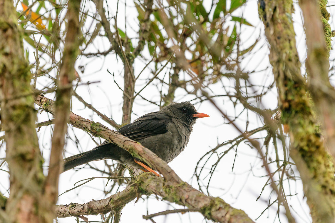 Great Thrush, Jardin, Colombia Named after its size, which is at about 30cm. Described as common in the highlands and bold in behavior. My guess is that this is the male, as the female is more brownish. Antioquia,Colombia,Colombia Choco & Pacific region,Great thrush,Jardin,Jardín,South America,Turdus fuscater,World