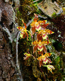 Odontoglossum luteopurpureum, Jardin, Colombia Endemic to Colombia. Found growing on a tree in a hacienda. Antioquia,Colombia,Colombia Choco & Pacific region,Fall,Geotagged,Jardin,Jard&iacute;n,Odontoglossum luteopurpureum,South America,World