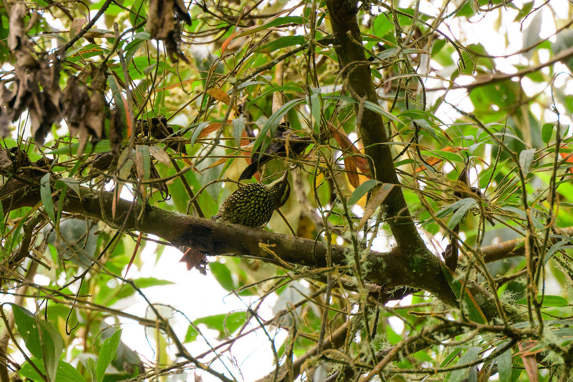 Pearled Treerunner, Jardin, Colombia Only back home and checking references from my notes do I realize what a gorgeous bird this is, given that treerunners, tree creepers and such are usually quite dull in appearance. Wish I could have gotten a better shot at it! So linking to a proper shot to show its true beauty:<br />
<a href="https://download.ams.birds.cornell.edu/api/v1/asset/51038381/large" rel="nofollow">https://download.ams.birds.cornell.edu/api/v1/asset/51038381/large</a> Antioquia,Colombia,Colombia Choco & Pacific region,Fall,Geotagged,Jardin,Jard&iacute;n,Margarornis squamiger,Pearled treerunner,South America,World