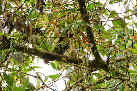Pearled Treerunner, Jardin, Colombia Only back home and checking references from my notes do I realize what a gorgeous bird this is, given that treerunners, tree creepers and such are usually quite dull in appearance. Wish I could have gotten a better shot at it! So linking to a proper shot to show its true beauty:
https://download.ams.birds.cornell.edu/api/v1/asset/51038381/large Antioquia,Colombia,Colombia Choco & Pacific region,Fall,Geotagged,Jardin,Jard&iacute;n,Margarornis squamiger,Pearled treerunner,South America,World