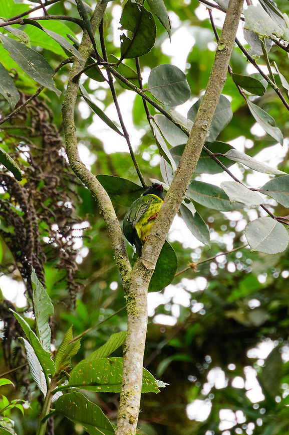 Green-and-black fruiteater, Jardin, Colombia Another example of an absolutely stunning bird that would not cooperate in giving a proper pose. Check out this reference shot for its true beauty:<br />
<a href="https://en.wikipedia.org/wiki/Green-and-black_fruiteater#/media/File:Green-and-black_Fruiteater_-_Colombia_S4E1819.jpg" rel="nofollow">https://en.wikipedia.org/wiki/Green-and-black_fruiteater#/media/File:Green-and-black_Fruiteater_-_Colombia_S4E1819.jpg</a> Antioquia,Colombia,Colombia Choco & Pacific region,Fall,Geotagged,Green-and-black fruiteater,Jardin,Jardín,Pipreola riefferii,South America,World