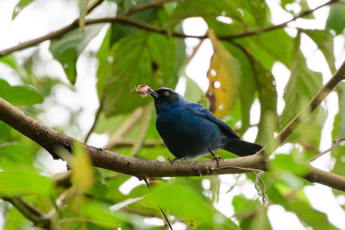 Masked flowerpiercer, Jardin, Colombia Caught in the act of piercing a flower :) Antioquia,Colombia,Colombia Choco & Pacific region,Diglossopis cyanea,Fall,Geotagged,Jardin,Jardín,Masked flowerpiercer,South America,World