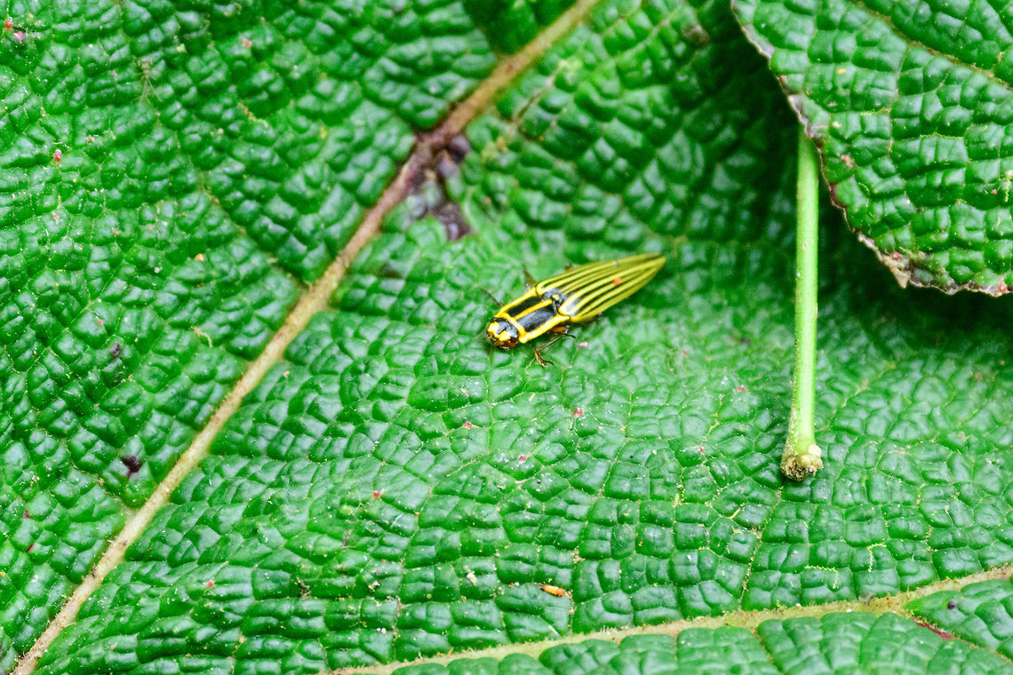 Semiotus	germari, Jardin, Colombia I had zero hope of identifying this colorful click beetle, but soon came on the path of the Semiotus genus. I closely checked many reference images, and found only one that matches the particular square patterns on its chest:<br />
<a href="http://coleoptera-neotropical.org/paginas/3dm_familias/ELATEROIDEA/1sp/elateridae/Semiotinae/Semiotus-germari.html" rel="nofollow">http://coleoptera-neotropical.org/paginas/3dm_familias/ELATEROIDEA/1sp/elateridae/Semiotinae/Semiotus-germari.html</a><br />
<br />
And that reference seems to be the only photo of the species online. So if my identification is correct, this would be the first photo of a live specimen. The other option is that I'm way off :) Antioquia,Colombia,Colombia Choco & Pacific region,Fall,Geotagged,Jardin,Jard&iacute;n,Semiotus	germari,South America,World