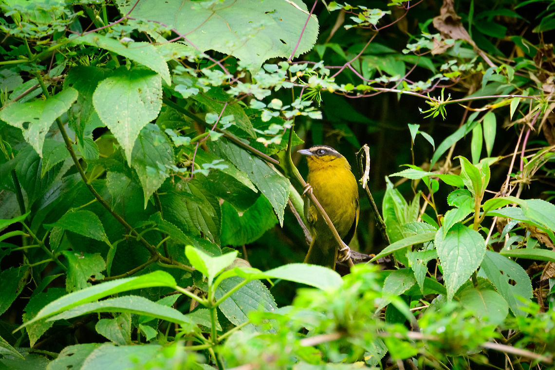 Black-capped hemispingus, Jardin, Colombia The white stripe above the eye indicates that this is an adult. Antioquia,Black-capped hemispingus,Colombia,Colombia Choco & Pacific region,Hemispingus atropileus,Jardin,Jardín,South America,World