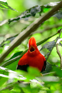 Andean cock-of-the-rock calling, Jardin, Colombia This is Henriette's favorite bird so we went to a place that gives really good odds of seeing them: the cock-of-the-rock reserve in Jardin. This reserve is simply a large forested garden operated by a nice old lady. There are no fences or nets, so the birds chose to be here. On any given day, you can see as little as 1 or as many as 30 cock-of-the-rocks. Almost all are males which are known for their loud and extravagant courtship displays. 

I think we saw about 8 males, and no females. It's a very fun, loud and entertaining sight to see these males go nuts. They are constantly head-banging and loudly calling. They are of course all known for their appearance, in particular the disc-like crest that gives the illusion of the bird having a protruded head, and no beak. I'll be sharing many shots, get ready for lots of RED!

https://www.jungledragon.com/image/61116/andean_cock-of-the-rock_-_back_jardin_colombia.html
https://www.jungledragon.com/image/61117/andean_cock-of-the-rock_-_intense_stare_jardin_colombia.html
https://www.jungledragon.com/image/61118/andean_cock-of-the-rock_-_stare_intensifies_jardin_colombia.html
https://www.jungledragon.com/image/61119/andean_cock-of-the-rock_-_perched_jardin_colombia.html
https://www.jungledragon.com/image/61120/andean_cock-of-the-rock_-_perched_ii_jardin_colombia.html
https://www.jungledragon.com/image/61121/andean_cock-of-the-rock_-_perched_back_jardin_colombia.html
https://www.jungledragon.com/image/61122/andean_cock-of-the-rock_-_portrait_in_backlight_jardin_colombia.html Andean cock-of-the-rock,Antioquia,Colombia,Colombia Choco & Pacific region,Jardin,Jardín,Rupicola peruvianus,South America,World