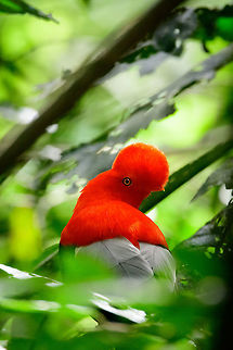 Andean cock-of-the-rock - back, Jardin, Colombia This is Henriette's favorite bird so we went to a place that gives really good odds of seeing them: the cock-of-the-rock reserve in Jardin. This reserve is simply a large forested garden operated by a nice old lady. There are no fences or nets, so the birds chose to be here. On any given day, you can see as little as 1 or as many as 30 cock-of-the-rocks. Almost all are males which are known for their loud and extravagant courtship displays.

I think we saw about 8 males, and no females. It's a very fun, loud and entertaining sight to see these males go nuts. They are constantly head-banging and loudly calling. They are of course all known for their appearance, in particular the disc-like crest that gives the illusion of the bird having a protruded head, and no beak. I'll be sharing many shots, get ready for lots of RED! 

https://www.jungledragon.com/image/61114/andean_cock-of-the-rock_calling_jardin_colombia.html
https://www.jungledragon.com/image/61117/andean_cock-of-the-rock_-_intense_stare_jardin_colombia.html
https://www.jungledragon.com/image/61118/andean_cock-of-the-rock_-_stare_intensifies_jardin_colombia.html
https://www.jungledragon.com/image/61119/andean_cock-of-the-rock_-_perched_jardin_colombia.html
https://www.jungledragon.com/image/61120/andean_cock-of-the-rock_-_perched_ii_jardin_colombia.html
https://www.jungledragon.com/image/61121/andean_cock-of-the-rock_-_perched_back_jardin_colombia.html
https://www.jungledragon.com/image/61122/andean_cock-of-the-rock_-_portrait_in_backlight_jardin_colombia.html Andean cock-of-the-rock,Antioquia,Colombia,Colombia Choco & Pacific region,Fall,Geotagged,Jardin,Jardín,Rupicola peruvianus,South America,World