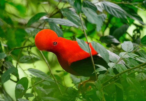 Andean cock-of-the-rock - intense stare, Jardin, Colombia This is Henriette's favorite bird so we went to a place that gives really good odds of seeing them: the cock-of-the-rock reserve in Jardin. This reserve is simply a large forested garden operated by a nice old lady. There are no fences or nets, so the birds chose to be here. On any given day, you can see as little as 1 or as many as 30 cock-of-the-rocks. Almost all are males which are known for their loud and extravagant courtship displays.

I think we saw about 8 males, and no females. It's a very fun, loud and entertaining sight to see these males go nuts. They are constantly head-banging and loudly calling. They are of course all known for their appearance, in particular the disc-like crest that gives the illusion of the bird having a protruded head, and no beak. I'll be sharing many shots, get ready for lots of RED! 

https://www.jungledragon.com/image/61114/andean_cock-of-the-rock_calling_jardin_colombia.html
https://www.jungledragon.com/image/61116/andean_cock-of-the-rock_-_back_jardin_colombia.html
https://www.jungledragon.com/image/61118/andean_cock-of-the-rock_-_stare_intensifies_jardin_colombia.html
https://www.jungledragon.com/image/61119/andean_cock-of-the-rock_-_perched_jardin_colombia.html
https://www.jungledragon.com/image/61120/andean_cock-of-the-rock_-_perched_ii_jardin_colombia.html
https://www.jungledragon.com/image/61121/andean_cock-of-the-rock_-_perched_back_jardin_colombia.html
https://www.jungledragon.com/image/61122/andean_cock-of-the-rock_-_portrait_in_backlight_jardin_colombia.html Andean cock-of-the-rock,Antioquia,Colombia,Colombia Choco & Pacific region,Fall,Geotagged,Jardin,Jard&iacute;n,Rupicola peruvianus,South America,World