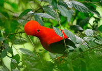 Andean cock-of-the-rock - intense stare, Jardin, Colombia This is Henriette's favorite bird so we went to a place that gives really good odds of seeing them: the cock-of-the-rock reserve in Jardin. This reserve is simply a large forested garden operated by a nice old lady. There are no fences or nets, so the birds chose to be here. On any given day, you can see as little as 1 or as many as 30 cock-of-the-rocks. Almost all are males which are known for their loud and extravagant courtship displays.<br />
<br />
I think we saw about 8 males, and no females. It's a very fun, loud and entertaining sight to see these males go nuts. They are constantly head-banging and loudly calling. They are of course all known for their appearance, in particular the disc-like crest that gives the illusion of the bird having a protruded head, and no beak. I'll be sharing many shots, get ready for lots of RED! <br />
<br />
https://www.jungledragon.com/image/61114/andean_cock-of-the-rock_calling_jardin_colombia.html<br />
https://www.jungledragon.com/image/61116/andean_cock-of-the-rock_-_back_jardin_colombia.html<br />
https://www.jungledragon.com/image/61118/andean_cock-of-the-rock_-_stare_intensifies_jardin_colombia.html<br />
https://www.jungledragon.com/image/61119/andean_cock-of-the-rock_-_perched_jardin_colombia.html<br />
https://www.jungledragon.com/image/61120/andean_cock-of-the-rock_-_perched_ii_jardin_colombia.html<br />
https://www.jungledragon.com/image/61121/andean_cock-of-the-rock_-_perched_back_jardin_colombia.html<br />
https://www.jungledragon.com/image/61122/andean_cock-of-the-rock_-_portrait_in_backlight_jardin_colombia.html Andean cock-of-the-rock,Antioquia,Colombia,Colombia Choco & Pacific region,Fall,Geotagged,Jardin,Jardín,Rupicola peruvianus,South America,World