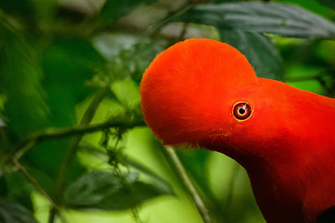 Andean cock-of-the-rock - stare intensifies, Jardin, Colombia This is Henriette's favorite bird so we went to a place that gives really good odds of seeing them: the cock-of-the-rock reserve in Jardin. This reserve is simply a large forested garden operated by a nice old lady. There are no fences or nets, so the birds chose to be here. On any given day, you can see as little as 1 or as many as 30 cock-of-the-rocks. Almost all are males which are known for their loud and extravagant courtship displays.

I think we saw about 8 males, and no females. It's a very fun, loud and entertaining sight to see these males go nuts. They are constantly head-banging and loudly calling. They are of course all known for their appearance, in particular the disc-like crest that gives the illusion of the bird having a protruded head, and no beak. I'll be sharing many shots, get ready for lots of RED! 

https://www.jungledragon.com/image/61114/andean_cock-of-the-rock_calling_jardin_colombia.html
https://www.jungledragon.com/image/61116/andean_cock-of-the-rock_-_back_jardin_colombia.html
https://www.jungledragon.com/image/61117/andean_cock-of-the-rock_-_intense_stare_jardin_colombia.html
https://www.jungledragon.com/image/61119/andean_cock-of-the-rock_-_perched_jardin_colombia.html
https://www.jungledragon.com/image/61120/andean_cock-of-the-rock_-_perched_ii_jardin_colombia.html
https://www.jungledragon.com/image/61121/andean_cock-of-the-rock_-_perched_back_jardin_colombia.html
https://www.jungledragon.com/image/61122/andean_cock-of-the-rock_-_portrait_in_backlight_jardin_colombia.html Andean cock-of-the-rock,Antioquia,Colombia,Colombia Choco & Pacific region,Fall,Geotagged,Jardin,Jardín,Rupicola peruvianus,South America,World