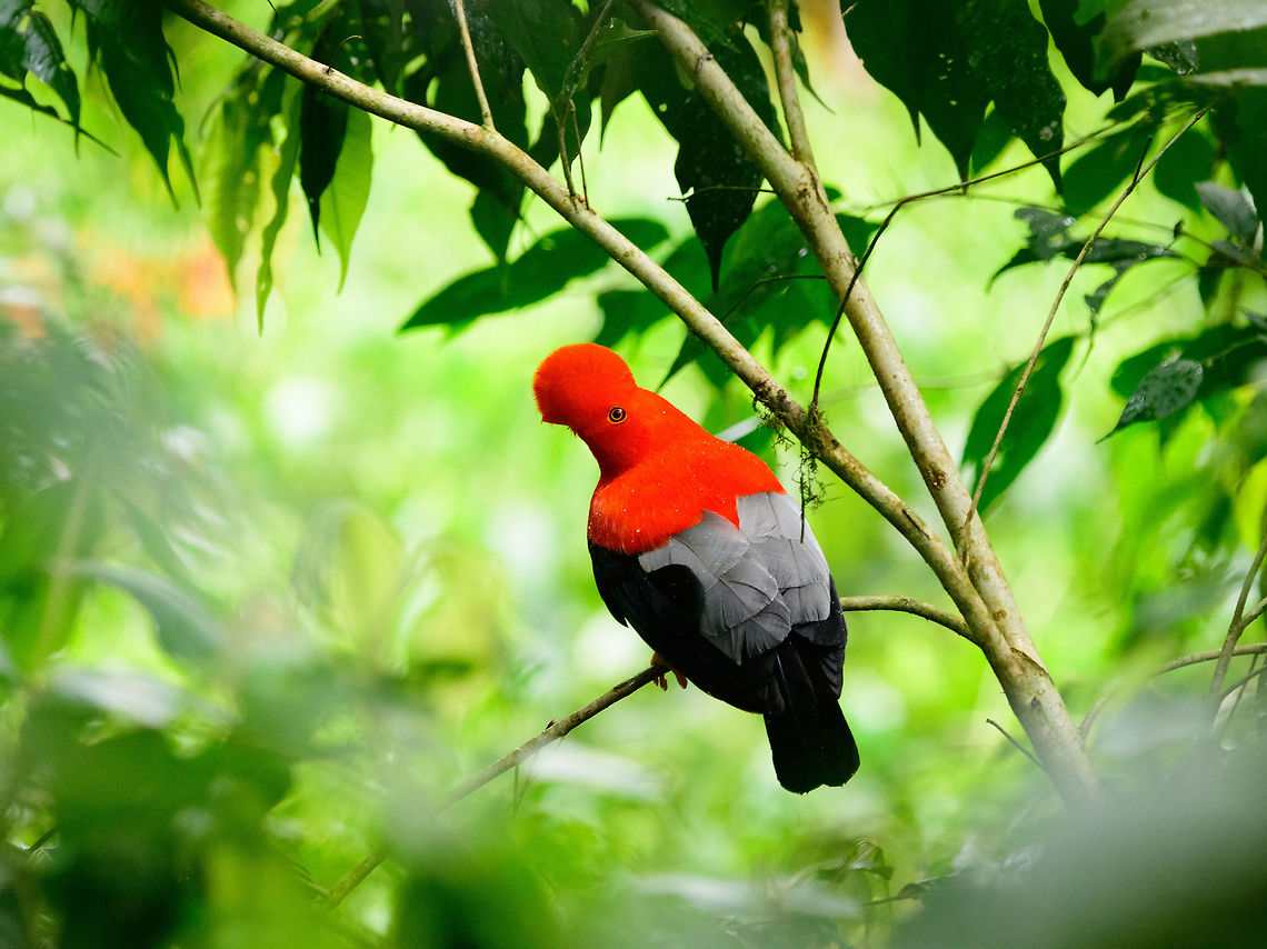 Andean cock-of-the-rock - perched, Jardin, Colombia This is Henriette&#039;s favorite bird so we went to a place that gives really good odds of seeing them: the cock-of-the-rock reserve in Jardin. This reserve is simply a large forested garden operated by a nice old lady. There are no fences or nets, so the birds chose to be here. On any given day, you can see as little as 1 or as many as 30 cock-of-the-rocks. Almost all are males which are known for their loud and extravagant courtship displays.<br />
<br />
I think we saw about 8 males, and no females. It&#039;s a very fun, loud and entertaining sight to see these males go nuts. They are constantly head-banging and loudly calling. They are of course all known for their appearance, in particular the disc-like crest that gives the illusion of the bird having a protruded head, and no beak. I&#039;ll be sharing many shots, get ready for lots of RED! <br />
<br />
<figure class="photo"><a href="https://www.jungledragon.com/image/61114/andean_cock-of-the-rock_calling_jardin_colombia.html" title="Andean cock-of-the-rock calling, Jardin, Colombia"><img src="https://s3.amazonaws.com/media.jungledragon.com/images/2/61114_thumb.jpg?AWSAccessKeyId=05GMT0V3GWVNE7GGM1R2&Expires=1767225610&Signature=jIVsjs8MxRZbHaKgx6qw8ZrAhi8%3D" width="102" height="152" alt="Andean cock-of-the-rock calling, Jardin, Colombia This is Henriette&#039;s favorite bird so we went to a place that gives really good odds of seeing them: the cock-of-the-rock reserve in Jardin. This reserve is simply a large forested garden operated by a nice old lady. There are no fences or nets, so the birds chose to be here. On any given day, you can see as little as 1 or as many as 30 cock-of-the-rocks. Almost all are males which are known for their loud and extravagant courtship displays. <br />
<br />
I think we saw about 8 males, and no females. It&#039;s a very fun, loud and entertaining sight to see these males go nuts. They are constantly head-banging and loudly calling. They are of course all known for their appearance, in particular the disc-like crest that gives the illusion of the bird having a protruded head, and no beak. I&#039;ll be sharing many shots, get ready for lots of RED!<br />
<br />
https://www.jungledragon.com/image/61116/andean_cock-of-the-rock_-_back_jardin_colombia.html<br />
https://www.jungledragon.com/image/61117/andean_cock-of-the-rock_-_intense_stare_jardin_colombia.html<br />
https://www.jungledragon.com/image/61118/andean_cock-of-the-rock_-_stare_intensifies_jardin_colombia.html<br />
https://www.jungledragon.com/image/61119/andean_cock-of-the-rock_-_perched_jardin_colombia.html<br />
https://www.jungledragon.com/image/61120/andean_cock-of-the-rock_-_perched_ii_jardin_colombia.html<br />
https://www.jungledragon.com/image/61121/andean_cock-of-the-rock_-_perched_back_jardin_colombia.html<br />
https://www.jungledragon.com/image/61122/andean_cock-of-the-rock_-_portrait_in_backlight_jardin_colombia.html Andean cock-of-the-rock,Antioquia,Colombia,Colombia Choco &amp; Pacific region,Jardin,Jard&iacute;n,Rupicola peruvianus,South America,World" /></a></figure><br />
<figure class="photo"><a href="https://www.jungledragon.com/image/61116/andean_cock-of-the-rock_-_back_jardin_colombia.html" title="Andean cock-of-the-rock - back, Jardin, Colombia"><img src="https://s3.amazonaws.com/media.jungledragon.com/images/2/61116_thumb.jpg?AWSAccessKeyId=05GMT0V3GWVNE7GGM1R2&Expires=1767225610&Signature=sk3sz6Pgsawyvsg4kZFxKmSyPeY%3D" width="102" height="152" alt="Andean cock-of-the-rock - back, Jardin, Colombia This is Henriette&#039;s favorite bird so we went to a place that gives really good odds of seeing them: the cock-of-the-rock reserve in Jardin. This reserve is simply a large forested garden operated by a nice old lady. There are no fences or nets, so the birds chose to be here. On any given day, you can see as little as 1 or as many as 30 cock-of-the-rocks. Almost all are males which are known for their loud and extravagant courtship displays.<br />
<br />
I think we saw about 8 males, and no females. It&#039;s a very fun, loud and entertaining sight to see these males go nuts. They are constantly head-banging and loudly calling. They are of course all known for their appearance, in particular the disc-like crest that gives the illusion of the bird having a protruded head, and no beak. I&#039;ll be sharing many shots, get ready for lots of RED! <br />
<br />
https://www.jungledragon.com/image/61114/andean_cock-of-the-rock_calling_jardin_colombia.html<br />
https://www.jungledragon.com/image/61117/andean_cock-of-the-rock_-_intense_stare_jardin_colombia.html<br />
https://www.jungledragon.com/image/61118/andean_cock-of-the-rock_-_stare_intensifies_jardin_colombia.html<br />
https://www.jungledragon.com/image/61119/andean_cock-of-the-rock_-_perched_jardin_colombia.html<br />
https://www.jungledragon.com/image/61120/andean_cock-of-the-rock_-_perched_ii_jardin_colombia.html<br />
https://www.jungledragon.com/image/61121/andean_cock-of-the-rock_-_perched_back_jardin_colombia.html<br />
https://www.jungledragon.com/image/61122/andean_cock-of-the-rock_-_portrait_in_backlight_jardin_colombia.html Andean cock-of-the-rock,Antioquia,Colombia,Colombia Choco &amp; Pacific region,Fall,Geotagged,Jardin,Jard&iacute;n,Rupicola peruvianus,South America,World" /></a></figure><br />
<figure class="photo"><a href="https://www.jungledragon.com/image/61117/andean_cock-of-the-rock_-_intense_stare_jardin_colombia.html" title="Andean cock-of-the-rock - intense stare, Jardin, Colombia"><img src="https://s3.amazonaws.com/media.jungledragon.com/images/2/61117_thumb.jpg?AWSAccessKeyId=05GMT0V3GWVNE7GGM1R2&Expires=1767225610&Signature=Ju1ZHaUTZkdHWLHTZDIv%2F5Q1XSY%3D" width="200" height="140" alt="Andean cock-of-the-rock - intense stare, Jardin, Colombia This is Henriette&#039;s favorite bird so we went to a place that gives really good odds of seeing them: the cock-of-the-rock reserve in Jardin. This reserve is simply a large forested garden operated by a nice old lady. There are no fences or nets, so the birds chose to be here. On any given day, you can see as little as 1 or as many as 30 cock-of-the-rocks. Almost all are males which are known for their loud and extravagant courtship displays.<br />
<br />
I think we saw about 8 males, and no females. It&#039;s a very fun, loud and entertaining sight to see these males go nuts. They are constantly head-banging and loudly calling. They are of course all known for their appearance, in particular the disc-like crest that gives the illusion of the bird having a protruded head, and no beak. I&#039;ll be sharing many shots, get ready for lots of RED! <br />
<br />
https://www.jungledragon.com/image/61114/andean_cock-of-the-rock_calling_jardin_colombia.html<br />
https://www.jungledragon.com/image/61116/andean_cock-of-the-rock_-_back_jardin_colombia.html<br />
https://www.jungledragon.com/image/61118/andean_cock-of-the-rock_-_stare_intensifies_jardin_colombia.html<br />
https://www.jungledragon.com/image/61119/andean_cock-of-the-rock_-_perched_jardin_colombia.html<br />
https://www.jungledragon.com/image/61120/andean_cock-of-the-rock_-_perched_ii_jardin_colombia.html<br />
https://www.jungledragon.com/image/61121/andean_cock-of-the-rock_-_perched_back_jardin_colombia.html<br />
https://www.jungledragon.com/image/61122/andean_cock-of-the-rock_-_portrait_in_backlight_jardin_colombia.html Andean cock-of-the-rock,Antioquia,Colombia,Colombia Choco &amp; Pacific region,Fall,Geotagged,Jardin,Jard&iacute;n,Rupicola peruvianus,South America,World" /></a></figure><br />
<figure class="photo"><a href="https://www.jungledragon.com/image/61118/andean_cock-of-the-rock_-_stare_intensifies_jardin_colombia.html" title="Andean cock-of-the-rock - stare intensifies, Jardin, Colombia"><img src="https://s3.amazonaws.com/media.jungledragon.com/images/2/61118_thumb.jpg?AWSAccessKeyId=05GMT0V3GWVNE7GGM1R2&Expires=1767225610&Signature=xkPHk3j4iJJQl9xGkKJbS1n7Eas%3D" width="200" height="134" alt="Andean cock-of-the-rock - stare intensifies, Jardin, Colombia This is Henriette&#039;s favorite bird so we went to a place that gives really good odds of seeing them: the cock-of-the-rock reserve in Jardin. This reserve is simply a large forested garden operated by a nice old lady. There are no fences or nets, so the birds chose to be here. On any given day, you can see as little as 1 or as many as 30 cock-of-the-rocks. Almost all are males which are known for their loud and extravagant courtship displays.<br />
<br />
I think we saw about 8 males, and no females. It&#039;s a very fun, loud and entertaining sight to see these males go nuts. They are constantly head-banging and loudly calling. They are of course all known for their appearance, in particular the disc-like crest that gives the illusion of the bird having a protruded head, and no beak. I&#039;ll be sharing many shots, get ready for lots of RED! <br />
<br />
https://www.jungledragon.com/image/61114/andean_cock-of-the-rock_calling_jardin_colombia.html<br />
https://www.jungledragon.com/image/61116/andean_cock-of-the-rock_-_back_jardin_colombia.html<br />
https://www.jungledragon.com/image/61117/andean_cock-of-the-rock_-_intense_stare_jardin_colombia.html<br />
https://www.jungledragon.com/image/61119/andean_cock-of-the-rock_-_perched_jardin_colombia.html<br />
https://www.jungledragon.com/image/61120/andean_cock-of-the-rock_-_perched_ii_jardin_colombia.html<br />
https://www.jungledragon.com/image/61121/andean_cock-of-the-rock_-_perched_back_jardin_colombia.html<br />
https://www.jungledragon.com/image/61122/andean_cock-of-the-rock_-_portrait_in_backlight_jardin_colombia.html Andean cock-of-the-rock,Antioquia,Colombia,Colombia Choco &amp; Pacific region,Fall,Geotagged,Jardin,Jard&iacute;n,Rupicola peruvianus,South America,World" /></a></figure><br />
<figure class="photo"><a href="https://www.jungledragon.com/image/61120/andean_cock-of-the-rock_-_perched_ii_jardin_colombia.html" title="Andean cock-of-the-rock - perched II, Jardin, Colombia"><img src="https://s3.amazonaws.com/media.jungledragon.com/images/2/61120_thumb.jpg?AWSAccessKeyId=05GMT0V3GWVNE7GGM1R2&Expires=1767225610&Signature=%2B8QzhGiVA7K%2FFHQ63xD0MLcXXV4%3D" width="200" height="140" alt="Andean cock-of-the-rock - perched II, Jardin, Colombia This is Henriette&#039;s favorite bird so we went to a place that gives really good odds of seeing them: the cock-of-the-rock reserve in Jardin. This reserve is simply a large forested garden operated by a nice old lady. There are no fences or nets, so the birds chose to be here. On any given day, you can see as little as 1 or as many as 30 cock-of-the-rocks. Almost all are males which are known for their loud and extravagant courtship displays.<br />
<br />
I think we saw about 8 males, and no females. It&#039;s a very fun, loud and entertaining sight to see these males go nuts. They are constantly head-banging and loudly calling. They are of course all known for their appearance, in particular the disc-like crest that gives the illusion of the bird having a protruded head, and no beak. I&#039;ll be sharing many shots, get ready for lots of RED! <br />
<br />
https://www.jungledragon.com/image/61114/andean_cock-of-the-rock_calling_jardin_colombia.html<br />
https://www.jungledragon.com/image/61116/andean_cock-of-the-rock_-_back_jardin_colombia.html<br />
https://www.jungledragon.com/image/61117/andean_cock-of-the-rock_-_intense_stare_jardin_colombia.html<br />
https://www.jungledragon.com/image/61118/andean_cock-of-the-rock_-_stare_intensifies_jardin_colombia.html<br />
https://www.jungledragon.com/image/61119/andean_cock-of-the-rock_-_perched_jardin_colombia.html<br />
https://www.jungledragon.com/image/61121/andean_cock-of-the-rock_-_perched_back_jardin_colombia.html<br />
https://www.jungledragon.com/image/61122/andean_cock-of-the-rock_-_portrait_in_backlight_jardin_colombia.html Andean cock-of-the-rock,Antioquia,Colombia,Colombia Choco &amp; Pacific region,Fall,Geotagged,Jardin,Jard&iacute;n,Rupicola peruvianus,South America,World" /></a></figure><br />
<figure class="photo"><a href="https://www.jungledragon.com/image/61121/andean_cock-of-the-rock_-_perched_back_jardin_colombia.html" title="Andean cock-of-the-rock - perched back, Jardin, Colombia"><img src="https://s3.amazonaws.com/media.jungledragon.com/images/2/61121_thumb.jpg?AWSAccessKeyId=05GMT0V3GWVNE7GGM1R2&Expires=1767225610&Signature=%2F7boERtPw1Zn5NlcU4I1wu%2BsFJc%3D" width="200" height="172" alt="Andean cock-of-the-rock - perched back, Jardin, Colombia This is Henriette&#039;s favorite bird so we went to a place that gives really good odds of seeing them: the cock-of-the-rock reserve in Jardin. This reserve is simply a large forested garden operated by a nice old lady. There are no fences or nets, so the birds chose to be here. On any given day, you can see as little as 1 or as many as 30 cock-of-the-rocks. Almost all are males which are known for their loud and extravagant courtship displays.<br />
<br />
I think we saw about 8 males, and no females. It&#039;s a very fun, loud and entertaining sight to see these males go nuts. They are constantly head-banging and loudly calling. They are of course all known for their appearance, in particular the disc-like crest that gives the illusion of the bird having a protruded head, and no beak. I&#039;ll be sharing many shots, get ready for lots of RED! <br />
<br />
https://www.jungledragon.com/image/61114/andean_cock-of-the-rock_calling_jardin_colombia.html<br />
https://www.jungledragon.com/image/61116/andean_cock-of-the-rock_-_back_jardin_colombia.html<br />
https://www.jungledragon.com/image/61117/andean_cock-of-the-rock_-_intense_stare_jardin_colombia.html<br />
https://www.jungledragon.com/image/61118/andean_cock-of-the-rock_-_stare_intensifies_jardin_colombia.html<br />
https://www.jungledragon.com/image/61119/andean_cock-of-the-rock_-_perched_jardin_colombia.html<br />
https://www.jungledragon.com/image/61120/andean_cock-of-the-rock_-_perched_ii_jardin_colombia.html<br />
https://www.jungledragon.com/image/61122/andean_cock-of-the-rock_-_portrait_in_backlight_jardin_colombia.html Andean cock-of-the-rock,Antioquia,Colombia,Colombia Choco &amp; Pacific region,Jardin,Jard&iacute;n,Rupicola peruvianus,South America,World" /></a></figure><br />
<figure class="photo"><a href="https://www.jungledragon.com/image/61122/andean_cock-of-the-rock_-_portrait_in_backlight_jardin_colombia.html" title="Andean cock-of-the-rock - portrait in backlight, Jardin, Colombia"><img src="https://s3.amazonaws.com/media.jungledragon.com/images/2/61122_thumb.jpg?AWSAccessKeyId=05GMT0V3GWVNE7GGM1R2&Expires=1767225610&Signature=rRYpi2oCt3AsLJ4qgyF8zu067ig%3D" width="200" height="134" alt="Andean cock-of-the-rock - portrait in backlight, Jardin, Colombia This is Henriette&#039;s favorite bird so we went to a place that gives really good odds of seeing them: the cock-of-the-rock reserve in Jardin. This reserve is simply a large forested garden operated by a nice old lady. There are no fences or nets, so the birds chose to be here. On any given day, you can see as little as 1 or as many as 30 cock-of-the-rocks. Almost all are males which are known for their loud and extravagant courtship displays.<br />
<br />
I think we saw about 8 males, and no females. It&#039;s a very fun, loud and entertaining sight to see these males go nuts. They are constantly head-banging and loudly calling. They are of course all known for their appearance, in particular the disc-like crest that gives the illusion of the bird having a protruded head, and no beak. I&#039;ll be sharing many shots, get ready for lots of RED! <br />
<br />
https://www.jungledragon.com/image/61114/andean_cock-of-the-rock_calling_jardin_colombia.html<br />
https://www.jungledragon.com/image/61116/andean_cock-of-the-rock_-_back_jardin_colombia.html<br />
https://www.jungledragon.com/image/61117/andean_cock-of-the-rock_-_intense_stare_jardin_colombia.html<br />
https://www.jungledragon.com/image/61118/andean_cock-of-the-rock_-_stare_intensifies_jardin_colombia.html<br />
https://www.jungledragon.com/image/61119/andean_cock-of-the-rock_-_perched_jardin_colombia.html<br />
https://www.jungledragon.com/image/61120/andean_cock-of-the-rock_-_perched_ii_jardin_colombia.html<br />
https://www.jungledragon.com/image/61121/andean_cock-of-the-rock_-_perched_back_jardin_colombia.html Andean cock-of-the-rock,Antioquia,Colombia,Colombia Choco &amp; Pacific region,Fall,Geotagged,Jardin,Jard&iacute;n,Rupicola peruvianus,South America,World" /></a></figure> Andean cock-of-the-rock,Antioquia,Colombia,Colombia Choco & Pacific region,Jardin,Jardín,Rupicola peruvianus,South America,World