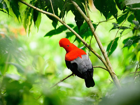 Andean cock-of-the-rock - perched, Jardin, Colombia This is Henriette's favorite bird so we went to a place that gives really good odds of seeing them: the cock-of-the-rock reserve in Jardin. This reserve is simply a large forested garden operated by a nice old lady. There are no fences or nets, so the birds chose to be here. On any given day, you can see as little as 1 or as many as 30 cock-of-the-rocks. Almost all are males which are known for their loud and extravagant courtship displays.

I think we saw about 8 males, and no females. It's a very fun, loud and entertaining sight to see these males go nuts. They are constantly head-banging and loudly calling. They are of course all known for their appearance, in particular the disc-like crest that gives the illusion of the bird having a protruded head, and no beak. I'll be sharing many shots, get ready for lots of RED! 

https://www.jungledragon.com/image/61114/andean_cock-of-the-rock_calling_jardin_colombia.html
https://www.jungledragon.com/image/61116/andean_cock-of-the-rock_-_back_jardin_colombia.html
https://www.jungledragon.com/image/61117/andean_cock-of-the-rock_-_intense_stare_jardin_colombia.html
https://www.jungledragon.com/image/61118/andean_cock-of-the-rock_-_stare_intensifies_jardin_colombia.html
https://www.jungledragon.com/image/61120/andean_cock-of-the-rock_-_perched_ii_jardin_colombia.html
https://www.jungledragon.com/image/61121/andean_cock-of-the-rock_-_perched_back_jardin_colombia.html
https://www.jungledragon.com/image/61122/andean_cock-of-the-rock_-_portrait_in_backlight_jardin_colombia.html Andean cock-of-the-rock,Antioquia,Colombia,Colombia Choco & Pacific region,Jardin,Jard&iacute;n,Rupicola peruvianus,South America,World