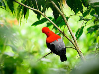 Andean cock-of-the-rock - perched, Jardin, Colombia This is Henriette's favorite bird so we went to a place that gives really good odds of seeing them: the cock-of-the-rock reserve in Jardin. This reserve is simply a large forested garden operated by a nice old lady. There are no fences or nets, so the birds chose to be here. On any given day, you can see as little as 1 or as many as 30 cock-of-the-rocks. Almost all are males which are known for their loud and extravagant courtship displays.<br />
<br />
I think we saw about 8 males, and no females. It's a very fun, loud and entertaining sight to see these males go nuts. They are constantly head-banging and loudly calling. They are of course all known for their appearance, in particular the disc-like crest that gives the illusion of the bird having a protruded head, and no beak. I'll be sharing many shots, get ready for lots of RED! <br />
<br />
https://www.jungledragon.com/image/61114/andean_cock-of-the-rock_calling_jardin_colombia.html<br />
https://www.jungledragon.com/image/61116/andean_cock-of-the-rock_-_back_jardin_colombia.html<br />
https://www.jungledragon.com/image/61117/andean_cock-of-the-rock_-_intense_stare_jardin_colombia.html<br />
https://www.jungledragon.com/image/61118/andean_cock-of-the-rock_-_stare_intensifies_jardin_colombia.html<br />
https://www.jungledragon.com/image/61120/andean_cock-of-the-rock_-_perched_ii_jardin_colombia.html<br />
https://www.jungledragon.com/image/61121/andean_cock-of-the-rock_-_perched_back_jardin_colombia.html<br />
https://www.jungledragon.com/image/61122/andean_cock-of-the-rock_-_portrait_in_backlight_jardin_colombia.html Andean cock-of-the-rock,Antioquia,Colombia,Colombia Choco & Pacific region,Jardin,Jardín,Rupicola peruvianus,South America,World