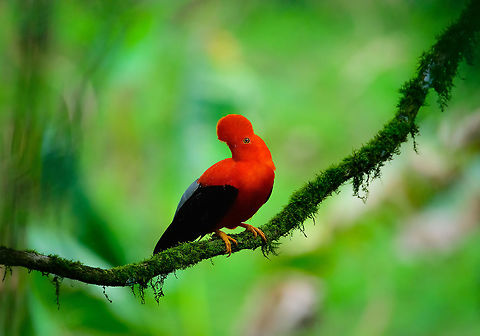 Andean cock-of-the-rock - perched II, Jardin, Colombia This is Henriette's favorite bird so we went to a place that gives really good odds of seeing them: the cock-of-the-rock reserve in Jardin. This reserve is simply a large forested garden operated by a nice old lady. There are no fences or nets, so the birds chose to be here. On any given day, you can see as little as 1 or as many as 30 cock-of-the-rocks. Almost all are males which are known for their loud and extravagant courtship displays.

I think we saw about 8 males, and no females. It's a very fun, loud and entertaining sight to see these males go nuts. They are constantly head-banging and loudly calling. They are of course all known for their appearance, in particular the disc-like crest that gives the illusion of the bird having a protruded head, and no beak. I'll be sharing many shots, get ready for lots of RED! 

https://www.jungledragon.com/image/61114/andean_cock-of-the-rock_calling_jardin_colombia.html
https://www.jungledragon.com/image/61116/andean_cock-of-the-rock_-_back_jardin_colombia.html
https://www.jungledragon.com/image/61117/andean_cock-of-the-rock_-_intense_stare_jardin_colombia.html
https://www.jungledragon.com/image/61118/andean_cock-of-the-rock_-_stare_intensifies_jardin_colombia.html
https://www.jungledragon.com/image/61119/andean_cock-of-the-rock_-_perched_jardin_colombia.html
https://www.jungledragon.com/image/61121/andean_cock-of-the-rock_-_perched_back_jardin_colombia.html
https://www.jungledragon.com/image/61122/andean_cock-of-the-rock_-_portrait_in_backlight_jardin_colombia.html Andean cock-of-the-rock,Antioquia,Colombia,Colombia Choco & Pacific region,Fall,Geotagged,Jardin,Jardín,Rupicola peruvianus,South America,World
