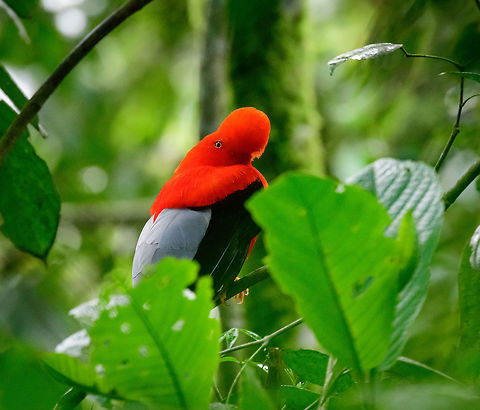 Andean cock-of-the-rock - perched back, Jardin, Colombia This is Henriette's favorite bird so we went to a place that gives really good odds of seeing them: the cock-of-the-rock reserve in Jardin. This reserve is simply a large forested garden operated by a nice old lady. There are no fences or nets, so the birds chose to be here. On any given day, you can see as little as 1 or as many as 30 cock-of-the-rocks. Almost all are males which are known for their loud and extravagant courtship displays.

I think we saw about 8 males, and no females. It's a very fun, loud and entertaining sight to see these males go nuts. They are constantly head-banging and loudly calling. They are of course all known for their appearance, in particular the disc-like crest that gives the illusion of the bird having a protruded head, and no beak. I'll be sharing many shots, get ready for lots of RED! 

https://www.jungledragon.com/image/61114/andean_cock-of-the-rock_calling_jardin_colombia.html
https://www.jungledragon.com/image/61116/andean_cock-of-the-rock_-_back_jardin_colombia.html
https://www.jungledragon.com/image/61117/andean_cock-of-the-rock_-_intense_stare_jardin_colombia.html
https://www.jungledragon.com/image/61118/andean_cock-of-the-rock_-_stare_intensifies_jardin_colombia.html
https://www.jungledragon.com/image/61119/andean_cock-of-the-rock_-_perched_jardin_colombia.html
https://www.jungledragon.com/image/61120/andean_cock-of-the-rock_-_perched_ii_jardin_colombia.html
https://www.jungledragon.com/image/61122/andean_cock-of-the-rock_-_portrait_in_backlight_jardin_colombia.html Andean cock-of-the-rock,Antioquia,Colombia,Colombia Choco & Pacific region,Jardin,Jard&iacute;n,Rupicola peruvianus,South America,World