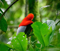 Andean cock-of-the-rock - perched back, Jardin, Colombia This is Henriette's favorite bird so we went to a place that gives really good odds of seeing them: the cock-of-the-rock reserve in Jardin. This reserve is simply a large forested garden operated by a nice old lady. There are no fences or nets, so the birds chose to be here. On any given day, you can see as little as 1 or as many as 30 cock-of-the-rocks. Almost all are males which are known for their loud and extravagant courtship displays.<br />
<br />
I think we saw about 8 males, and no females. It's a very fun, loud and entertaining sight to see these males go nuts. They are constantly head-banging and loudly calling. They are of course all known for their appearance, in particular the disc-like crest that gives the illusion of the bird having a protruded head, and no beak. I'll be sharing many shots, get ready for lots of RED! <br />
<br />
https://www.jungledragon.com/image/61114/andean_cock-of-the-rock_calling_jardin_colombia.html<br />
https://www.jungledragon.com/image/61116/andean_cock-of-the-rock_-_back_jardin_colombia.html<br />
https://www.jungledragon.com/image/61117/andean_cock-of-the-rock_-_intense_stare_jardin_colombia.html<br />
https://www.jungledragon.com/image/61118/andean_cock-of-the-rock_-_stare_intensifies_jardin_colombia.html<br />
https://www.jungledragon.com/image/61119/andean_cock-of-the-rock_-_perched_jardin_colombia.html<br />
https://www.jungledragon.com/image/61120/andean_cock-of-the-rock_-_perched_ii_jardin_colombia.html<br />
https://www.jungledragon.com/image/61122/andean_cock-of-the-rock_-_portrait_in_backlight_jardin_colombia.html Andean cock-of-the-rock,Antioquia,Colombia,Colombia Choco & Pacific region,Jardin,Jardín,Rupicola peruvianus,South America,World