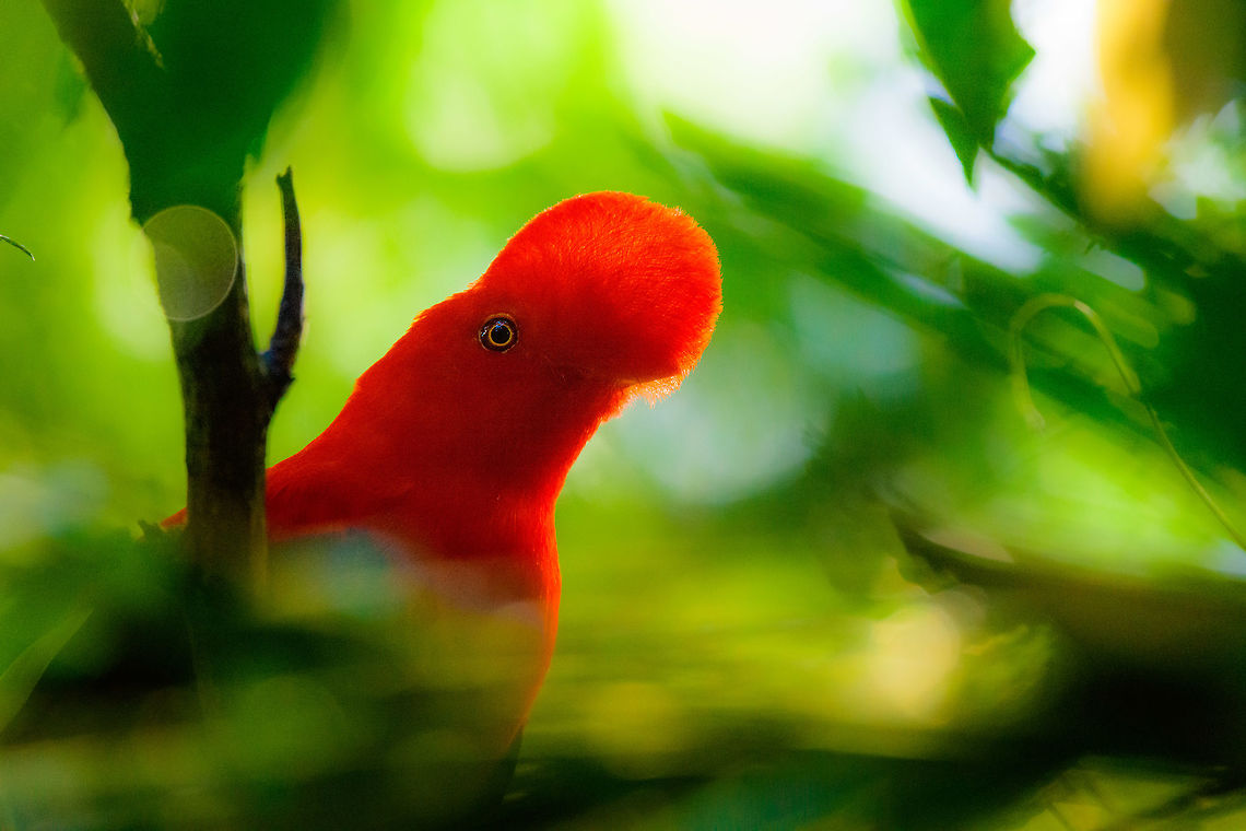 Andean cock-of-the-rock - portrait in backlight, Jardin, Colombia This is Henriette&#039;s favorite bird so we went to a place that gives really good odds of seeing them: the cock-of-the-rock reserve in Jardin. This reserve is simply a large forested garden operated by a nice old lady. There are no fences or nets, so the birds chose to be here. On any given day, you can see as little as 1 or as many as 30 cock-of-the-rocks. Almost all are males which are known for their loud and extravagant courtship displays.<br />
<br />
I think we saw about 8 males, and no females. It&#039;s a very fun, loud and entertaining sight to see these males go nuts. They are constantly head-banging and loudly calling. They are of course all known for their appearance, in particular the disc-like crest that gives the illusion of the bird having a protruded head, and no beak. I&#039;ll be sharing many shots, get ready for lots of RED! <br />
<br />
<figure class="photo"><a href="https://www.jungledragon.com/image/61114/andean_cock-of-the-rock_calling_jardin_colombia.html" title="Andean cock-of-the-rock calling, Jardin, Colombia"><img src="https://s3.amazonaws.com/media.jungledragon.com/images/2/61114_thumb.jpg?AWSAccessKeyId=05GMT0V3GWVNE7GGM1R2&Expires=1767225610&Signature=jIVsjs8MxRZbHaKgx6qw8ZrAhi8%3D" width="102" height="152" alt="Andean cock-of-the-rock calling, Jardin, Colombia This is Henriette&#039;s favorite bird so we went to a place that gives really good odds of seeing them: the cock-of-the-rock reserve in Jardin. This reserve is simply a large forested garden operated by a nice old lady. There are no fences or nets, so the birds chose to be here. On any given day, you can see as little as 1 or as many as 30 cock-of-the-rocks. Almost all are males which are known for their loud and extravagant courtship displays. <br />
<br />
I think we saw about 8 males, and no females. It&#039;s a very fun, loud and entertaining sight to see these males go nuts. They are constantly head-banging and loudly calling. They are of course all known for their appearance, in particular the disc-like crest that gives the illusion of the bird having a protruded head, and no beak. I&#039;ll be sharing many shots, get ready for lots of RED!<br />
<br />
https://www.jungledragon.com/image/61116/andean_cock-of-the-rock_-_back_jardin_colombia.html<br />
https://www.jungledragon.com/image/61117/andean_cock-of-the-rock_-_intense_stare_jardin_colombia.html<br />
https://www.jungledragon.com/image/61118/andean_cock-of-the-rock_-_stare_intensifies_jardin_colombia.html<br />
https://www.jungledragon.com/image/61119/andean_cock-of-the-rock_-_perched_jardin_colombia.html<br />
https://www.jungledragon.com/image/61120/andean_cock-of-the-rock_-_perched_ii_jardin_colombia.html<br />
https://www.jungledragon.com/image/61121/andean_cock-of-the-rock_-_perched_back_jardin_colombia.html<br />
https://www.jungledragon.com/image/61122/andean_cock-of-the-rock_-_portrait_in_backlight_jardin_colombia.html Andean cock-of-the-rock,Antioquia,Colombia,Colombia Choco &amp; Pacific region,Jardin,Jard&iacute;n,Rupicola peruvianus,South America,World" /></a></figure><br />
<figure class="photo"><a href="https://www.jungledragon.com/image/61116/andean_cock-of-the-rock_-_back_jardin_colombia.html" title="Andean cock-of-the-rock - back, Jardin, Colombia"><img src="https://s3.amazonaws.com/media.jungledragon.com/images/2/61116_thumb.jpg?AWSAccessKeyId=05GMT0V3GWVNE7GGM1R2&Expires=1767225610&Signature=sk3sz6Pgsawyvsg4kZFxKmSyPeY%3D" width="102" height="152" alt="Andean cock-of-the-rock - back, Jardin, Colombia This is Henriette&#039;s favorite bird so we went to a place that gives really good odds of seeing them: the cock-of-the-rock reserve in Jardin. This reserve is simply a large forested garden operated by a nice old lady. There are no fences or nets, so the birds chose to be here. On any given day, you can see as little as 1 or as many as 30 cock-of-the-rocks. Almost all are males which are known for their loud and extravagant courtship displays.<br />
<br />
I think we saw about 8 males, and no females. It&#039;s a very fun, loud and entertaining sight to see these males go nuts. They are constantly head-banging and loudly calling. They are of course all known for their appearance, in particular the disc-like crest that gives the illusion of the bird having a protruded head, and no beak. I&#039;ll be sharing many shots, get ready for lots of RED! <br />
<br />
https://www.jungledragon.com/image/61114/andean_cock-of-the-rock_calling_jardin_colombia.html<br />
https://www.jungledragon.com/image/61117/andean_cock-of-the-rock_-_intense_stare_jardin_colombia.html<br />
https://www.jungledragon.com/image/61118/andean_cock-of-the-rock_-_stare_intensifies_jardin_colombia.html<br />
https://www.jungledragon.com/image/61119/andean_cock-of-the-rock_-_perched_jardin_colombia.html<br />
https://www.jungledragon.com/image/61120/andean_cock-of-the-rock_-_perched_ii_jardin_colombia.html<br />
https://www.jungledragon.com/image/61121/andean_cock-of-the-rock_-_perched_back_jardin_colombia.html<br />
https://www.jungledragon.com/image/61122/andean_cock-of-the-rock_-_portrait_in_backlight_jardin_colombia.html Andean cock-of-the-rock,Antioquia,Colombia,Colombia Choco &amp; Pacific region,Fall,Geotagged,Jardin,Jard&iacute;n,Rupicola peruvianus,South America,World" /></a></figure><br />
<figure class="photo"><a href="https://www.jungledragon.com/image/61117/andean_cock-of-the-rock_-_intense_stare_jardin_colombia.html" title="Andean cock-of-the-rock - intense stare, Jardin, Colombia"><img src="https://s3.amazonaws.com/media.jungledragon.com/images/2/61117_thumb.jpg?AWSAccessKeyId=05GMT0V3GWVNE7GGM1R2&Expires=1767225610&Signature=Ju1ZHaUTZkdHWLHTZDIv%2F5Q1XSY%3D" width="200" height="140" alt="Andean cock-of-the-rock - intense stare, Jardin, Colombia This is Henriette&#039;s favorite bird so we went to a place that gives really good odds of seeing them: the cock-of-the-rock reserve in Jardin. This reserve is simply a large forested garden operated by a nice old lady. There are no fences or nets, so the birds chose to be here. On any given day, you can see as little as 1 or as many as 30 cock-of-the-rocks. Almost all are males which are known for their loud and extravagant courtship displays.<br />
<br />
I think we saw about 8 males, and no females. It&#039;s a very fun, loud and entertaining sight to see these males go nuts. They are constantly head-banging and loudly calling. They are of course all known for their appearance, in particular the disc-like crest that gives the illusion of the bird having a protruded head, and no beak. I&#039;ll be sharing many shots, get ready for lots of RED! <br />
<br />
https://www.jungledragon.com/image/61114/andean_cock-of-the-rock_calling_jardin_colombia.html<br />
https://www.jungledragon.com/image/61116/andean_cock-of-the-rock_-_back_jardin_colombia.html<br />
https://www.jungledragon.com/image/61118/andean_cock-of-the-rock_-_stare_intensifies_jardin_colombia.html<br />
https://www.jungledragon.com/image/61119/andean_cock-of-the-rock_-_perched_jardin_colombia.html<br />
https://www.jungledragon.com/image/61120/andean_cock-of-the-rock_-_perched_ii_jardin_colombia.html<br />
https://www.jungledragon.com/image/61121/andean_cock-of-the-rock_-_perched_back_jardin_colombia.html<br />
https://www.jungledragon.com/image/61122/andean_cock-of-the-rock_-_portrait_in_backlight_jardin_colombia.html Andean cock-of-the-rock,Antioquia,Colombia,Colombia Choco &amp; Pacific region,Fall,Geotagged,Jardin,Jard&iacute;n,Rupicola peruvianus,South America,World" /></a></figure><br />
<figure class="photo"><a href="https://www.jungledragon.com/image/61118/andean_cock-of-the-rock_-_stare_intensifies_jardin_colombia.html" title="Andean cock-of-the-rock - stare intensifies, Jardin, Colombia"><img src="https://s3.amazonaws.com/media.jungledragon.com/images/2/61118_thumb.jpg?AWSAccessKeyId=05GMT0V3GWVNE7GGM1R2&Expires=1767225610&Signature=xkPHk3j4iJJQl9xGkKJbS1n7Eas%3D" width="200" height="134" alt="Andean cock-of-the-rock - stare intensifies, Jardin, Colombia This is Henriette&#039;s favorite bird so we went to a place that gives really good odds of seeing them: the cock-of-the-rock reserve in Jardin. This reserve is simply a large forested garden operated by a nice old lady. There are no fences or nets, so the birds chose to be here. On any given day, you can see as little as 1 or as many as 30 cock-of-the-rocks. Almost all are males which are known for their loud and extravagant courtship displays.<br />
<br />
I think we saw about 8 males, and no females. It&#039;s a very fun, loud and entertaining sight to see these males go nuts. They are constantly head-banging and loudly calling. They are of course all known for their appearance, in particular the disc-like crest that gives the illusion of the bird having a protruded head, and no beak. I&#039;ll be sharing many shots, get ready for lots of RED! <br />
<br />
https://www.jungledragon.com/image/61114/andean_cock-of-the-rock_calling_jardin_colombia.html<br />
https://www.jungledragon.com/image/61116/andean_cock-of-the-rock_-_back_jardin_colombia.html<br />
https://www.jungledragon.com/image/61117/andean_cock-of-the-rock_-_intense_stare_jardin_colombia.html<br />
https://www.jungledragon.com/image/61119/andean_cock-of-the-rock_-_perched_jardin_colombia.html<br />
https://www.jungledragon.com/image/61120/andean_cock-of-the-rock_-_perched_ii_jardin_colombia.html<br />
https://www.jungledragon.com/image/61121/andean_cock-of-the-rock_-_perched_back_jardin_colombia.html<br />
https://www.jungledragon.com/image/61122/andean_cock-of-the-rock_-_portrait_in_backlight_jardin_colombia.html Andean cock-of-the-rock,Antioquia,Colombia,Colombia Choco &amp; Pacific region,Fall,Geotagged,Jardin,Jard&iacute;n,Rupicola peruvianus,South America,World" /></a></figure><br />
<figure class="photo"><a href="https://www.jungledragon.com/image/61119/andean_cock-of-the-rock_-_perched_jardin_colombia.html" title="Andean cock-of-the-rock - perched, Jardin, Colombia"><img src="https://s3.amazonaws.com/media.jungledragon.com/images/2/61119_thumb.jpg?AWSAccessKeyId=05GMT0V3GWVNE7GGM1R2&Expires=1767225610&Signature=AvJEccQC0i1Ar%2FLr5NNZez99SSw%3D" width="200" height="150" alt="Andean cock-of-the-rock - perched, Jardin, Colombia This is Henriette&#039;s favorite bird so we went to a place that gives really good odds of seeing them: the cock-of-the-rock reserve in Jardin. This reserve is simply a large forested garden operated by a nice old lady. There are no fences or nets, so the birds chose to be here. On any given day, you can see as little as 1 or as many as 30 cock-of-the-rocks. Almost all are males which are known for their loud and extravagant courtship displays.<br />
<br />
I think we saw about 8 males, and no females. It&#039;s a very fun, loud and entertaining sight to see these males go nuts. They are constantly head-banging and loudly calling. They are of course all known for their appearance, in particular the disc-like crest that gives the illusion of the bird having a protruded head, and no beak. I&#039;ll be sharing many shots, get ready for lots of RED! <br />
<br />
https://www.jungledragon.com/image/61114/andean_cock-of-the-rock_calling_jardin_colombia.html<br />
https://www.jungledragon.com/image/61116/andean_cock-of-the-rock_-_back_jardin_colombia.html<br />
https://www.jungledragon.com/image/61117/andean_cock-of-the-rock_-_intense_stare_jardin_colombia.html<br />
https://www.jungledragon.com/image/61118/andean_cock-of-the-rock_-_stare_intensifies_jardin_colombia.html<br />
https://www.jungledragon.com/image/61120/andean_cock-of-the-rock_-_perched_ii_jardin_colombia.html<br />
https://www.jungledragon.com/image/61121/andean_cock-of-the-rock_-_perched_back_jardin_colombia.html<br />
https://www.jungledragon.com/image/61122/andean_cock-of-the-rock_-_portrait_in_backlight_jardin_colombia.html Andean cock-of-the-rock,Antioquia,Colombia,Colombia Choco &amp; Pacific region,Jardin,Jard&iacute;n,Rupicola peruvianus,South America,World" /></a></figure><br />
<figure class="photo"><a href="https://www.jungledragon.com/image/61120/andean_cock-of-the-rock_-_perched_ii_jardin_colombia.html" title="Andean cock-of-the-rock - perched II, Jardin, Colombia"><img src="https://s3.amazonaws.com/media.jungledragon.com/images/2/61120_thumb.jpg?AWSAccessKeyId=05GMT0V3GWVNE7GGM1R2&Expires=1767225610&Signature=%2B8QzhGiVA7K%2FFHQ63xD0MLcXXV4%3D" width="200" height="140" alt="Andean cock-of-the-rock - perched II, Jardin, Colombia This is Henriette&#039;s favorite bird so we went to a place that gives really good odds of seeing them: the cock-of-the-rock reserve in Jardin. This reserve is simply a large forested garden operated by a nice old lady. There are no fences or nets, so the birds chose to be here. On any given day, you can see as little as 1 or as many as 30 cock-of-the-rocks. Almost all are males which are known for their loud and extravagant courtship displays.<br />
<br />
I think we saw about 8 males, and no females. It&#039;s a very fun, loud and entertaining sight to see these males go nuts. They are constantly head-banging and loudly calling. They are of course all known for their appearance, in particular the disc-like crest that gives the illusion of the bird having a protruded head, and no beak. I&#039;ll be sharing many shots, get ready for lots of RED! <br />
<br />
https://www.jungledragon.com/image/61114/andean_cock-of-the-rock_calling_jardin_colombia.html<br />
https://www.jungledragon.com/image/61116/andean_cock-of-the-rock_-_back_jardin_colombia.html<br />
https://www.jungledragon.com/image/61117/andean_cock-of-the-rock_-_intense_stare_jardin_colombia.html<br />
https://www.jungledragon.com/image/61118/andean_cock-of-the-rock_-_stare_intensifies_jardin_colombia.html<br />
https://www.jungledragon.com/image/61119/andean_cock-of-the-rock_-_perched_jardin_colombia.html<br />
https://www.jungledragon.com/image/61121/andean_cock-of-the-rock_-_perched_back_jardin_colombia.html<br />
https://www.jungledragon.com/image/61122/andean_cock-of-the-rock_-_portrait_in_backlight_jardin_colombia.html Andean cock-of-the-rock,Antioquia,Colombia,Colombia Choco &amp; Pacific region,Fall,Geotagged,Jardin,Jard&iacute;n,Rupicola peruvianus,South America,World" /></a></figure><br />
<figure class="photo"><a href="https://www.jungledragon.com/image/61121/andean_cock-of-the-rock_-_perched_back_jardin_colombia.html" title="Andean cock-of-the-rock - perched back, Jardin, Colombia"><img src="https://s3.amazonaws.com/media.jungledragon.com/images/2/61121_thumb.jpg?AWSAccessKeyId=05GMT0V3GWVNE7GGM1R2&Expires=1767225610&Signature=%2F7boERtPw1Zn5NlcU4I1wu%2BsFJc%3D" width="200" height="172" alt="Andean cock-of-the-rock - perched back, Jardin, Colombia This is Henriette&#039;s favorite bird so we went to a place that gives really good odds of seeing them: the cock-of-the-rock reserve in Jardin. This reserve is simply a large forested garden operated by a nice old lady. There are no fences or nets, so the birds chose to be here. On any given day, you can see as little as 1 or as many as 30 cock-of-the-rocks. Almost all are males which are known for their loud and extravagant courtship displays.<br />
<br />
I think we saw about 8 males, and no females. It&#039;s a very fun, loud and entertaining sight to see these males go nuts. They are constantly head-banging and loudly calling. They are of course all known for their appearance, in particular the disc-like crest that gives the illusion of the bird having a protruded head, and no beak. I&#039;ll be sharing many shots, get ready for lots of RED! <br />
<br />
https://www.jungledragon.com/image/61114/andean_cock-of-the-rock_calling_jardin_colombia.html<br />
https://www.jungledragon.com/image/61116/andean_cock-of-the-rock_-_back_jardin_colombia.html<br />
https://www.jungledragon.com/image/61117/andean_cock-of-the-rock_-_intense_stare_jardin_colombia.html<br />
https://www.jungledragon.com/image/61118/andean_cock-of-the-rock_-_stare_intensifies_jardin_colombia.html<br />
https://www.jungledragon.com/image/61119/andean_cock-of-the-rock_-_perched_jardin_colombia.html<br />
https://www.jungledragon.com/image/61120/andean_cock-of-the-rock_-_perched_ii_jardin_colombia.html<br />
https://www.jungledragon.com/image/61122/andean_cock-of-the-rock_-_portrait_in_backlight_jardin_colombia.html Andean cock-of-the-rock,Antioquia,Colombia,Colombia Choco &amp; Pacific region,Jardin,Jard&iacute;n,Rupicola peruvianus,South America,World" /></a></figure> Andean cock-of-the-rock,Antioquia,Colombia,Colombia Choco & Pacific region,Fall,Geotagged,Jardin,Jardín,Rupicola peruvianus,South America,World