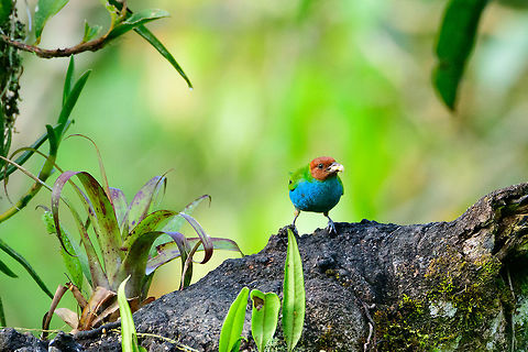 Bay-headed tanager, Jardin, Colombia Found at a feeding site inside the Andean cock-of-the-rock Reserve. Antioquia,Bay-headed tanager,Colombia,Colombia Choco & Pacific region,Fall,Geotagged,Jardin,Jard&iacute;n,South America,Tangara gyrola,World