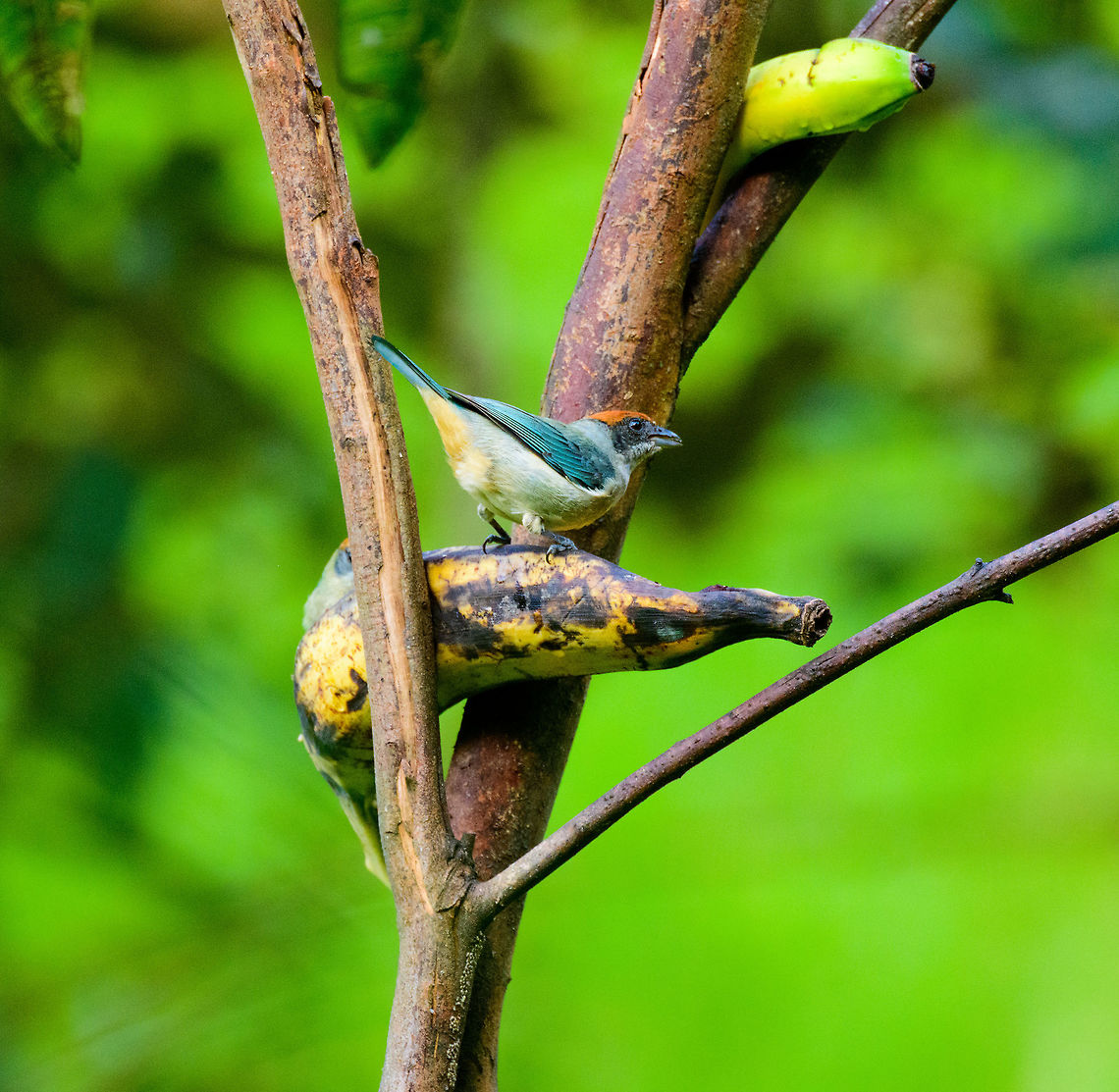 Scrub Tanager, Jardin, Colombia Found at a feeding site inside the Andean cock-of-the-rock Reserve. Antioquia,Colombia,Colombia Choco & Pacific region,Jardin,Jardín,Scrub tanager,South America,Tangara vitriolina,World
