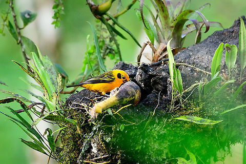 Golden-tanager, Jardin, Colombia Found at a feeding site inside the Andean cock-of-the-rock Reserve.  Antioquia,Colombia,Colombia Choco & Pacific region,Fall,Geotagged,Golden tanager,Jardin,Jard&iacute;n,South America,Tangara arthus,World