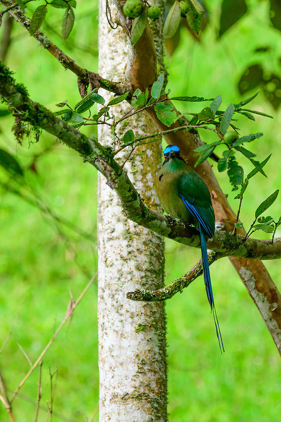 Andean Motmot, Jardin, Colombia Found at a feeding site inside the Andean cock-of-the-rock Reserve.  Andean motmot,Antioquia,Colombia,Colombia Choco & Pacific region,Fall,Geotagged,Jardin,Jardín,Momotus aequatorialis,South America,World