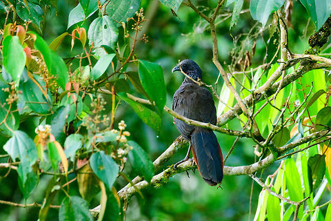 Andean Guan, Jardin, Colombia Found at a feeding site inside the Andean cock-of-the-rock Reserve.  Andean guan,Antioquia,Colombia,Colombia Choco & Pacific region,Fall,Geotagged,Jardin,Jard&iacute;n,Penelope montagnii,South America,World