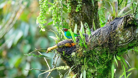 Bay-headed tanager - II, Jardin, Colombia Found at a feeding site inside the Andean cock-of-the-rock Reserve.  Antioquia,Bay-headed tanager,Colombia,Colombia Choco & Pacific region,Fall,Geotagged,Jardin,Jard&iacute;n,South America,Tangara gyrola,World
