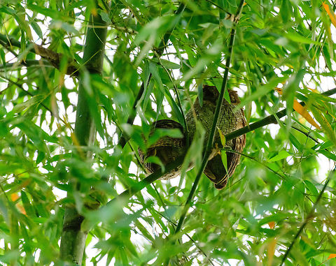 Tropical Screech Owl Found very high up in a tree, so the perspective is not great. This was in the Andean cock-of-the-rock Reserve. Antioquia,Colombia,Colombia Choco & Pacific region,Jardin,Jardín,Megascops choliba,South America,Tropical screech owl,World