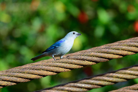 Blue-gray Tanager, Jardin, Colombia Found on a suspension bridge just outside the Andean cock-of-the-rock Reserve in Jardin. Antioquia,Blue-gray Tanager,Colombia,Colombia Choco & Pacific region,Fall,Geotagged,Jardin,Jardín,South America,Thraupis episcopus,World