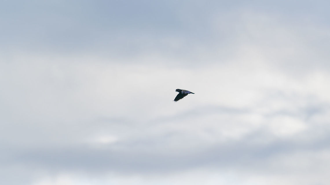 Bronze-winged parrot in flight, Jardin, Colombia Far away, but the species can be confirmed if you zoom in close enough. <br />
<br />
And this completes the coverage of our Colombia 2017 trip, which focused on the northwest. I squeezed every drip out of the set, and it has resulted in this:<br />
<br />
<a href="https://www.jungledragon.com/tag/39816/colombia_choco_pacific_region.html" title="Colombia Choco &amp; Pacific region" class="tag"><em>805</em>Colombia Choco & Pacific region</a><br />
<br />
I'm surprisingly predictable in usually taking about 3000-3500 shots, of which 700-800 survive. Anyway, we're not done with Colombia yet. Coming October we'll be making our 3rd trip, this time focusing on the south, where the Andean foothills meet the Amazon. So next winter, coverage of this amazing wildlife destination hopefully continues.<br />
<br />
In the meanwhile, I'll be sharing some smaller and simpler macro and zoo sets. <br />
<br />
Finally, some more Colombia content...<br />
<br />
Map:<br />
<a href="https://www.jungledragon.com/wildlifemap/CO" rel="nofollow">https://www.jungledragon.com/wildlifemap/CO</a><br />
<br />
All photos taken in Colombia by all members:<br />
<a href="https://www.jungledragon.com/wildlifemap/CO/photos" rel="nofollow">https://www.jungledragon.com/wildlifemap/CO/photos</a><br />
<br />
Species browsing through Colombia:<br />
<a href="https://www.jungledragon.com/wildlifemap/CO/species" rel="nofollow">https://www.jungledragon.com/wildlifemap/CO/species</a> Antioquia,Bronze-winged parrot,Colombia,Colombia Choco & Pacific region,Jardin,Jard&iacute;n,Pionus chalcopterus,South America,World