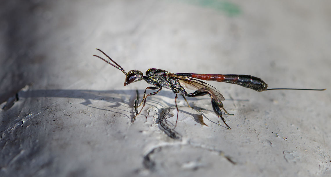 Gasteruption jaculator - full body view, Netherlands Presumed species. A few days ago, I granted myself a 15 minute sunbath in the garden. But of course, even in such a rare moment of relaxation, the natural world called for my attention. The red on this insect caught my eye.<br />
<br />
It's sitting on our shed in which we store garden tools. The shed is poorly maintained and the wood has several holes in it which are thankfully used by several bee species and hover flies as a nest. Good, because I'm employing several tactics in our garden to promote insect populations. <br />
<br />
Before grabbing the camera I first watched it (there were three of them) for a good 15 minutes. It generally crawled around the open holes as if to somehow detect a target or to decide on its next move. Every few minutes, it would make a move and reverse itself (ovipositor first) into the hole. I suppose it then deposited her eggs. The parasitic behavior of species in this genus is diverse; eggs can be deposited on the larvae of a host, but also near it. Other behavior is to deposit them near or on the food supply of the host.<br />
<br />
The adult feeds on nectar, and you can see how its body is covered in it. In dutch, we call these insects "hunger wasps". I first assumed this is related to the appetite of its larvae, which parasite both a host and its food supply. No, the name comes from the extremely thin waist (metasoma), which even for a parasitoid wasp is unusually thin.<br />
<br />
I'm happy to see and learn about this species, as I appreciate its beauty. I'm not terrible happy in it targeting bee populations, but I will let nature have its way.<br />
<br />
<figure class="photo"><a href="https://www.jungledragon.com/image/61278/gasteruption_jaculator_-_closeup_netherlands.html" title="Gasteruption jaculator - closeup, Netherlands"><img src="https://s3.amazonaws.com/media.jungledragon.com/images/2/61278_thumb.jpg?AWSAccessKeyId=05GMT0V3GWVNE7GGM1R2&Expires=1769040010&Signature=ncLVR9nACj8dAY%2BASdr%2F537Bbrs%3D" width="118" height="152" alt="Gasteruption jaculator - closeup, Netherlands Presumed species. A few days ago, I granted myself a 15 minute sunbath in the garden. But of course, even in such a rare moment of relaxation, the natural world called for my attention. The red on this insect caught my eye.<br />
<br />
It's sitting on our shed in which we store garden tools. The shed is poorly maintained and the wood has several holes in it which are thankfully used by several bee species and hover flies as a nest. Good, because I'm employing several tactics in our garden to promote insect populations. <br />
<br />
Before grabbing the camera I first watched it (there were three of them) for a good 15 minutes. It generally crawled around the open holes as if to somehow detect a target or to decide on its next move. Every few minutes, it would make a move and reverse itself (ovipositor first) into the hole. I suppose it then deposited her eggs. The parasitic behavior of species in this genus is diverse; eggs can be deposited on the larvae of a host, but also near it. Other behavior is to deposit them near or on the food supply of the host.<br />
<br />
The adult feeds on nectar, and you can see how its body is covered in it. In dutch, we call these insects "hunger wasps". I first assumed this is related to the appetite of its larvae, which parasite both a host and its food supply. No, the name comes from the extremely thin waist (metasoma), which even for a parasitoid wasp is unusually thin.<br />
<br />
I'm happy to see and learn about this species, as I appreciate its beauty. I'm not terrible happy in it targeting bee populations, but I will let nature have its way.<br />
<br />
https://www.jungledragon.com/image/61277/gasteruption_jaculator_-_full_body_view_netherlands.html<br />
https://www.jungledragon.com/image/61279/gasteruption_jaculator_-_top_view_netherlands.html<br />
https://www.jungledragon.com/image/61280/gasteruption_jaculator_-_head_netherlands.html<br />
https://www.jungledragon.com/image/61281/gasteruption_jaculator_-_top_view_closeup_netherlands.html Europe,Gasteruption jaculator,Heesch,Netherlands,World" /></a></figure><br />
<figure class="photo"><a href="https://www.jungledragon.com/image/61279/gasteruption_jaculator_-_top_view_netherlands.html" title="Gasteruption jaculator - top view, Netherlands"><img src="https://s3.amazonaws.com/media.jungledragon.com/images/2/61279_thumb.jpg?AWSAccessKeyId=05GMT0V3GWVNE7GGM1R2&Expires=1769040010&Signature=b6FcotIPCIayVCw9dIHoMQ1urOI%3D" width="200" height="164" alt="Gasteruption jaculator - top view, Netherlands Presumed species. A few days ago, I granted myself a 15 minute sunbath in the garden. But of course, even in such a rare moment of relaxation, the natural world called for my attention. The red on this insect caught my eye.<br />
<br />
It's sitting on our shed in which we store garden tools. The shed is poorly maintained and the wood has several holes in it which are thankfully used by several bee species and hover flies as a nest. Good, because I'm employing several tactics in our garden to promote insect populations. <br />
<br />
Before grabbing the camera I first watched it (there were three of them) for a good 15 minutes. It generally crawled around the open holes as if to somehow detect a target or to decide on its next move. Every few minutes, it would make a move and reverse itself (ovipositor first) into the hole. I suppose it then deposited her eggs. The parasitic behavior of species in this genus is diverse; eggs can be deposited on the larvae of a host, but also near it. Other behavior is to deposit them near or on the food supply of the host.<br />
<br />
The adult feeds on nectar, and you can see how its body is covered in it. In dutch, we call these insects "hunger wasps". I first assumed this is related to the appetite of its larvae, which parasite both a host and its food supply. No, the name comes from the extremely thin waist (metasoma), which even for a parasitoid wasp is unusually thin.<br />
<br />
I'm happy to see and learn about this species, as I appreciate its beauty. I'm not terrible happy in it targeting bee populations, but I will let nature have its way.<br />
<br />
https://www.jungledragon.com/image/61277/gasteruption_jaculator_-_full_body_view_netherlands.html<br />
https://www.jungledragon.com/image/61278/gasteruption_jaculator_-_closeup_netherlands.html<br />
https://www.jungledragon.com/image/61280/gasteruption_jaculator_-_head_netherlands.html<br />
https://www.jungledragon.com/image/61281/gasteruption_jaculator_-_top_view_closeup_netherlands.html Europe,Gasteruption jaculator,Heesch,Netherlands,World" /></a></figure><br />
<figure class="photo"><a href="https://www.jungledragon.com/image/61280/gasteruption_jaculator_-_head_netherlands.html" title="Gasteruption jaculator - head, Netherlands"><img src="https://s3.amazonaws.com/media.jungledragon.com/images/2/61280_thumb.jpg?AWSAccessKeyId=05GMT0V3GWVNE7GGM1R2&Expires=1769040010&Signature=ZtIA5TOHAgyoHnYSt9TsvP6FSVY%3D" width="114" height="152" alt="Gasteruption jaculator - head, Netherlands Presumed species. A few days ago, I granted myself a 15 minute sunbath in the garden. But of course, even in such a rare moment of relaxation, the natural world called for my attention. The red on this insect caught my eye.<br />
<br />
It's sitting on our shed in which we store garden tools. The shed is poorly maintained and the wood has several holes in it which are thankfully used by several bee species and hover flies as a nest. Good, because I'm employing several tactics in our garden to promote insect populations. <br />
<br />
Before grabbing the camera I first watched it (there were three of them) for a good 15 minutes. It generally crawled around the open holes as if to somehow detect a target or to decide on its next move. Every few minutes, it would make a move and reverse itself (ovipositor first) into the hole. I suppose it then deposited her eggs. The parasitic behavior of species in this genus is diverse; eggs can be deposited on the larvae of a host, but also near it. Other behavior is to deposit them near or on the food supply of the host.<br />
<br />
The adult feeds on nectar, and you can see how its body is covered in it. In dutch, we call these insects "hunger wasps". I first assumed this is related to the appetite of its larvae, which parasite both a host and its food supply. No, the name comes from the extremely thin waist (metasoma), which even for a parasitoid wasp is unusually thin.<br />
<br />
I'm happy to see and learn about this species, as I appreciate its beauty. I'm not terrible happy in it targeting bee populations, but I will let nature have its way.<br />
<br />
https://www.jungledragon.com/image/61277/gasteruption_jaculator_-_full_body_view_netherlands.html<br />
https://www.jungledragon.com/image/61278/gasteruption_jaculator_-_closeup_netherlands.html<br />
https://www.jungledragon.com/image/61279/gasteruption_jaculator_-_top_view_netherlands.html<br />
https://www.jungledragon.com/image/61281/gasteruption_jaculator_-_top_view_closeup_netherlands.html Europe,Gasteruption jaculator,Heesch,Netherlands,World" /></a></figure><br />
<figure class="photo"><a href="https://www.jungledragon.com/image/61281/gasteruption_jaculator_-_top_view_closeup_netherlands.html" title="Gasteruption jaculator - top view closeup, Netherlands"><img src="https://s3.amazonaws.com/media.jungledragon.com/images/2/61281_thumb.jpg?AWSAccessKeyId=05GMT0V3GWVNE7GGM1R2&Expires=1769040010&Signature=S4vuHf0gH433QPwxeOVtCr%2F6IJQ%3D" width="200" height="182" alt="Gasteruption jaculator - top view closeup, Netherlands Presumed species. A few days ago, I granted myself a 15 minute sunbath in the garden. But of course, even in such a rare moment of relaxation, the natural world called for my attention. The red on this insect caught my eye.<br />
<br />
It's sitting on our shed in which we store garden tools. The shed is poorly maintained and the wood has several holes in it which are thankfully used by several bee species and hover flies as a nest. Good, because I'm employing several tactics in our garden to promote insect populations. <br />
<br />
Before grabbing the camera I first watched it (there were three of them) for a good 15 minutes. It generally crawled around the open holes as if to somehow detect a target or to decide on its next move. Every few minutes, it would make a move and reverse itself (ovipositor first) into the hole. I suppose it then deposited her eggs. The parasitic behavior of species in this genus is diverse; eggs can be deposited on the larvae of a host, but also near it. Other behavior is to deposit them near or on the food supply of the host.<br />
<br />
The adult feeds on nectar, and you can see how its body is covered in it. In dutch, we call these insects "hunger wasps". I first assumed this is related to the appetite of its larvae, which parasite both a host and its food supply. No, the name comes from the extremely thin waist (metasoma), which even for a parasitoid wasp is unusually thin.<br />
<br />
I'm happy to see and learn about this species, as I appreciate its beauty. I'm not terrible happy in it targeting bee populations, but I will let nature have its way.<br />
<br />
https://www.jungledragon.com/image/61277/gasteruption_jaculator_-_full_body_view_netherlands.html<br />
https://www.jungledragon.com/image/61278/gasteruption_jaculator_-_closeup_netherlands.html<br />
https://www.jungledragon.com/image/61279/gasteruption_jaculator_-_top_view_netherlands.html<br />
https://www.jungledragon.com/image/61280/gasteruption_jaculator_-_head_netherlands.html Europe,Gasteruption jaculator,Heesch,Netherlands,World" /></a></figure><br />
 Europe,Gasteruption jaculator,Heesch,Netherlands,World