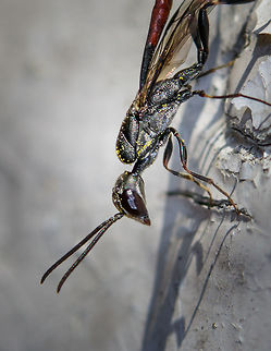 Gasteruption jaculator - closeup, Netherlands Presumed species. A few days ago, I granted myself a 15 minute sunbath in the garden. But of course, even in such a rare moment of relaxation, the natural world called for my attention. The red on this insect caught my eye.

It's sitting on our shed in which we store garden tools. The shed is poorly maintained and the wood has several holes in it which are thankfully used by several bee species and hover flies as a nest. Good, because I'm employing several tactics in our garden to promote insect populations. 

Before grabbing the camera I first watched it (there were three of them) for a good 15 minutes. It generally crawled around the open holes as if to somehow detect a target or to decide on its next move. Every few minutes, it would make a move and reverse itself (ovipositor first) into the hole. I suppose it then deposited her eggs. The parasitic behavior of species in this genus is diverse; eggs can be deposited on the larvae of a host, but also near it. Other behavior is to deposit them near or on the food supply of the host.

The adult feeds on nectar, and you can see how its body is covered in it. In dutch, we call these insects "hunger wasps". I first assumed this is related to the appetite of its larvae, which parasite both a host and its food supply. No, the name comes from the extremely thin waist (metasoma), which even for a parasitoid wasp is unusually thin.

I'm happy to see and learn about this species, as I appreciate its beauty. I'm not terrible happy in it targeting bee populations, but I will let nature have its way.

https://www.jungledragon.com/image/61277/gasteruption_jaculator_-_full_body_view_netherlands.html
https://www.jungledragon.com/image/61279/gasteruption_jaculator_-_top_view_netherlands.html
https://www.jungledragon.com/image/61280/gasteruption_jaculator_-_head_netherlands.html
https://www.jungledragon.com/image/61281/gasteruption_jaculator_-_top_view_closeup_netherlands.html Europe,Gasteruption jaculator,Heesch,Netherlands,World