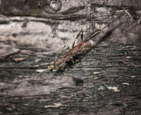 Gasteruption jaculator - top view, Netherlands Presumed species. A few days ago, I granted myself a 15 minute sunbath in the garden. But of course, even in such a rare moment of relaxation, the natural world called for my attention. The red on this insect caught my eye.

It's sitting on our shed in which we store garden tools. The shed is poorly maintained and the wood has several holes in it which are thankfully used by several bee species and hover flies as a nest. Good, because I'm employing several tactics in our garden to promote insect populations. 

Before grabbing the camera I first watched it (there were three of them) for a good 15 minutes. It generally crawled around the open holes as if to somehow detect a target or to decide on its next move. Every few minutes, it would make a move and reverse itself (ovipositor first) into the hole. I suppose it then deposited her eggs. The parasitic behavior of species in this genus is diverse; eggs can be deposited on the larvae of a host, but also near it. Other behavior is to deposit them near or on the food supply of the host.

The adult feeds on nectar, and you can see how its body is covered in it. In dutch, we call these insects "hunger wasps". I first assumed this is related to the appetite of its larvae, which parasite both a host and its food supply. No, the name comes from the extremely thin waist (metasoma), which even for a parasitoid wasp is unusually thin.

I'm happy to see and learn about this species, as I appreciate its beauty. I'm not terrible happy in it targeting bee populations, but I will let nature have its way.

https://www.jungledragon.com/image/61277/gasteruption_jaculator_-_full_body_view_netherlands.html
https://www.jungledragon.com/image/61278/gasteruption_jaculator_-_closeup_netherlands.html
https://www.jungledragon.com/image/61280/gasteruption_jaculator_-_head_netherlands.html
https://www.jungledragon.com/image/61281/gasteruption_jaculator_-_top_view_closeup_netherlands.html Europe,Gasteruption jaculator,Heesch,Netherlands,World