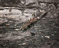 Gasteruption jaculator - top view, Netherlands Presumed species. A few days ago, I granted myself a 15 minute sunbath in the garden. But of course, even in such a rare moment of relaxation, the natural world called for my attention. The red on this insect caught my eye.<br />
<br />
It's sitting on our shed in which we store garden tools. The shed is poorly maintained and the wood has several holes in it which are thankfully used by several bee species and hover flies as a nest. Good, because I'm employing several tactics in our garden to promote insect populations. <br />
<br />
Before grabbing the camera I first watched it (there were three of them) for a good 15 minutes. It generally crawled around the open holes as if to somehow detect a target or to decide on its next move. Every few minutes, it would make a move and reverse itself (ovipositor first) into the hole. I suppose it then deposited her eggs. The parasitic behavior of species in this genus is diverse; eggs can be deposited on the larvae of a host, but also near it. Other behavior is to deposit them near or on the food supply of the host.<br />
<br />
The adult feeds on nectar, and you can see how its body is covered in it. In dutch, we call these insects "hunger wasps". I first assumed this is related to the appetite of its larvae, which parasite both a host and its food supply. No, the name comes from the extremely thin waist (metasoma), which even for a parasitoid wasp is unusually thin.<br />
<br />
I'm happy to see and learn about this species, as I appreciate its beauty. I'm not terrible happy in it targeting bee populations, but I will let nature have its way.<br />
<br />
https://www.jungledragon.com/image/61277/gasteruption_jaculator_-_full_body_view_netherlands.html<br />
https://www.jungledragon.com/image/61278/gasteruption_jaculator_-_closeup_netherlands.html<br />
https://www.jungledragon.com/image/61280/gasteruption_jaculator_-_head_netherlands.html<br />
https://www.jungledragon.com/image/61281/gasteruption_jaculator_-_top_view_closeup_netherlands.html Europe,Gasteruption jaculator,Heesch,Netherlands,World