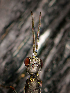Gasteruption jaculator - head, Netherlands Presumed species. A few days ago, I granted myself a 15 minute sunbath in the garden. But of course, even in such a rare moment of relaxation, the natural world called for my attention. The red on this insect caught my eye.

It's sitting on our shed in which we store garden tools. The shed is poorly maintained and the wood has several holes in it which are thankfully used by several bee species and hover flies as a nest. Good, because I'm employing several tactics in our garden to promote insect populations. 

Before grabbing the camera I first watched it (there were three of them) for a good 15 minutes. It generally crawled around the open holes as if to somehow detect a target or to decide on its next move. Every few minutes, it would make a move and reverse itself (ovipositor first) into the hole. I suppose it then deposited her eggs. The parasitic behavior of species in this genus is diverse; eggs can be deposited on the larvae of a host, but also near it. Other behavior is to deposit them near or on the food supply of the host.

The adult feeds on nectar, and you can see how its body is covered in it. In dutch, we call these insects "hunger wasps". I first assumed this is related to the appetite of its larvae, which parasite both a host and its food supply. No, the name comes from the extremely thin waist (metasoma), which even for a parasitoid wasp is unusually thin.

I'm happy to see and learn about this species, as I appreciate its beauty. I'm not terrible happy in it targeting bee populations, but I will let nature have its way.

https://www.jungledragon.com/image/61277/gasteruption_jaculator_-_full_body_view_netherlands.html
https://www.jungledragon.com/image/61278/gasteruption_jaculator_-_closeup_netherlands.html
https://www.jungledragon.com/image/61279/gasteruption_jaculator_-_top_view_netherlands.html
https://www.jungledragon.com/image/61281/gasteruption_jaculator_-_top_view_closeup_netherlands.html Europe,Gasteruption jaculator,Heesch,Netherlands,World
