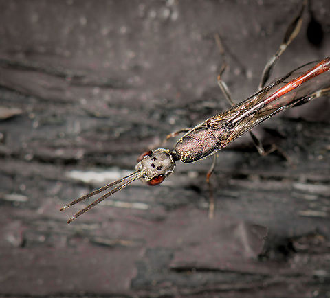 Gasteruption jaculator - top view closeup, Netherlands Presumed species. A few days ago, I granted myself a 15 minute sunbath in the garden. But of course, even in such a rare moment of relaxation, the natural world called for my attention. The red on this insect caught my eye.

It's sitting on our shed in which we store garden tools. The shed is poorly maintained and the wood has several holes in it which are thankfully used by several bee species and hover flies as a nest. Good, because I'm employing several tactics in our garden to promote insect populations. 

Before grabbing the camera I first watched it (there were three of them) for a good 15 minutes. It generally crawled around the open holes as if to somehow detect a target or to decide on its next move. Every few minutes, it would make a move and reverse itself (ovipositor first) into the hole. I suppose it then deposited her eggs. The parasitic behavior of species in this genus is diverse; eggs can be deposited on the larvae of a host, but also near it. Other behavior is to deposit them near or on the food supply of the host.

The adult feeds on nectar, and you can see how its body is covered in it. In dutch, we call these insects "hunger wasps". I first assumed this is related to the appetite of its larvae, which parasite both a host and its food supply. No, the name comes from the extremely thin waist (metasoma), which even for a parasitoid wasp is unusually thin.

I'm happy to see and learn about this species, as I appreciate its beauty. I'm not terrible happy in it targeting bee populations, but I will let nature have its way.

https://www.jungledragon.com/image/61277/gasteruption_jaculator_-_full_body_view_netherlands.html
https://www.jungledragon.com/image/61278/gasteruption_jaculator_-_closeup_netherlands.html
https://www.jungledragon.com/image/61279/gasteruption_jaculator_-_top_view_netherlands.html
https://www.jungledragon.com/image/61280/gasteruption_jaculator_-_head_netherlands.html Europe,Gasteruption jaculator,Heesch,Netherlands,World