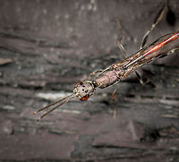 Gasteruption jaculator - top view closeup, Netherlands Presumed species. A few days ago, I granted myself a 15 minute sunbath in the garden. But of course, even in such a rare moment of relaxation, the natural world called for my attention. The red on this insect caught my eye.<br />
<br />
It's sitting on our shed in which we store garden tools. The shed is poorly maintained and the wood has several holes in it which are thankfully used by several bee species and hover flies as a nest. Good, because I'm employing several tactics in our garden to promote insect populations. <br />
<br />
Before grabbing the camera I first watched it (there were three of them) for a good 15 minutes. It generally crawled around the open holes as if to somehow detect a target or to decide on its next move. Every few minutes, it would make a move and reverse itself (ovipositor first) into the hole. I suppose it then deposited her eggs. The parasitic behavior of species in this genus is diverse; eggs can be deposited on the larvae of a host, but also near it. Other behavior is to deposit them near or on the food supply of the host.<br />
<br />
The adult feeds on nectar, and you can see how its body is covered in it. In dutch, we call these insects "hunger wasps". I first assumed this is related to the appetite of its larvae, which parasite both a host and its food supply. No, the name comes from the extremely thin waist (metasoma), which even for a parasitoid wasp is unusually thin.<br />
<br />
I'm happy to see and learn about this species, as I appreciate its beauty. I'm not terrible happy in it targeting bee populations, but I will let nature have its way.<br />
<br />
https://www.jungledragon.com/image/61277/gasteruption_jaculator_-_full_body_view_netherlands.html<br />
https://www.jungledragon.com/image/61278/gasteruption_jaculator_-_closeup_netherlands.html<br />
https://www.jungledragon.com/image/61279/gasteruption_jaculator_-_top_view_netherlands.html<br />
https://www.jungledragon.com/image/61280/gasteruption_jaculator_-_head_netherlands.html Europe,Gasteruption jaculator,Heesch,Netherlands,World